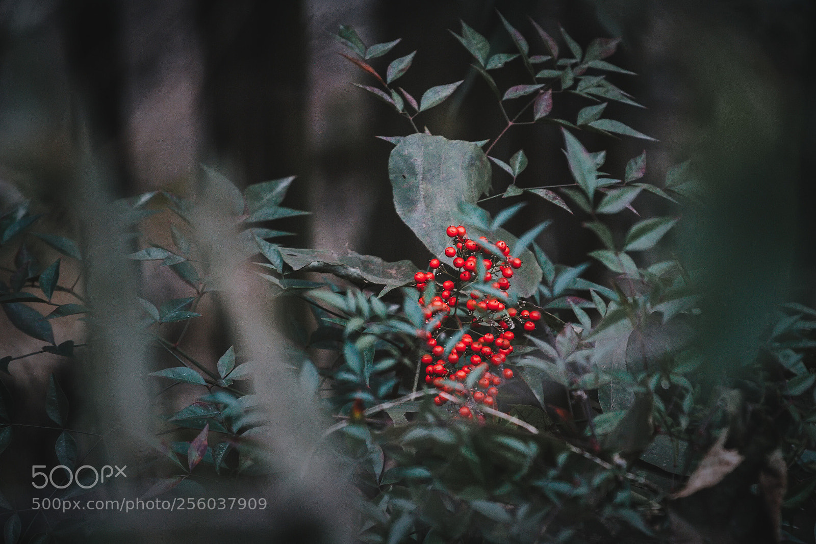 Canon EOS 60D sample photo. Red pearls photography