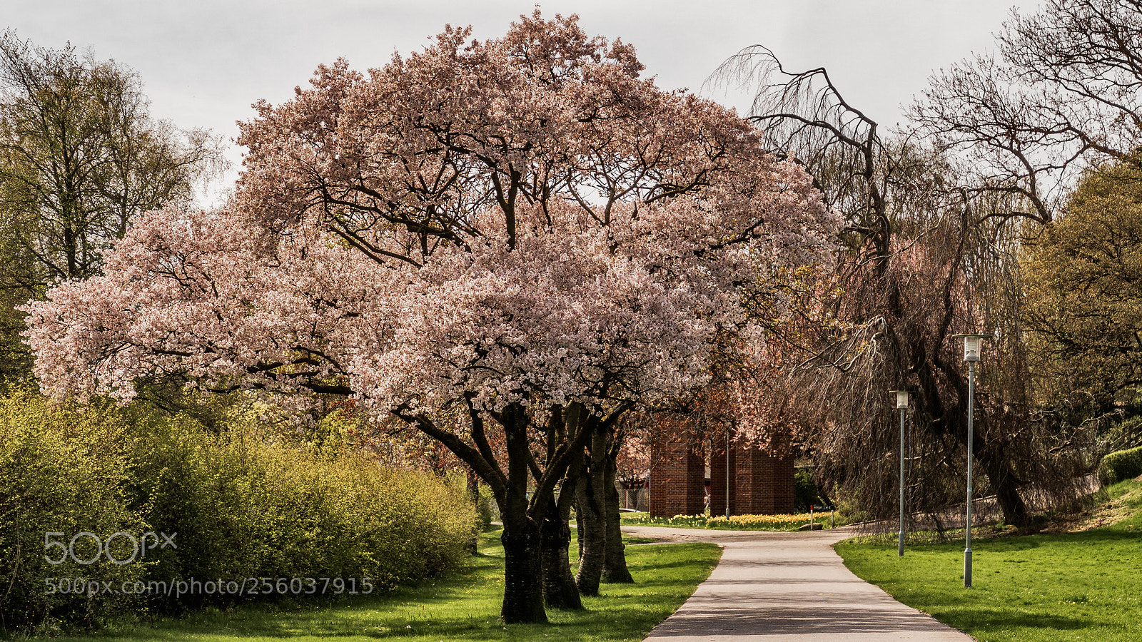 Sony ILCA-77M2 sample photo. Cherry blossom i photography