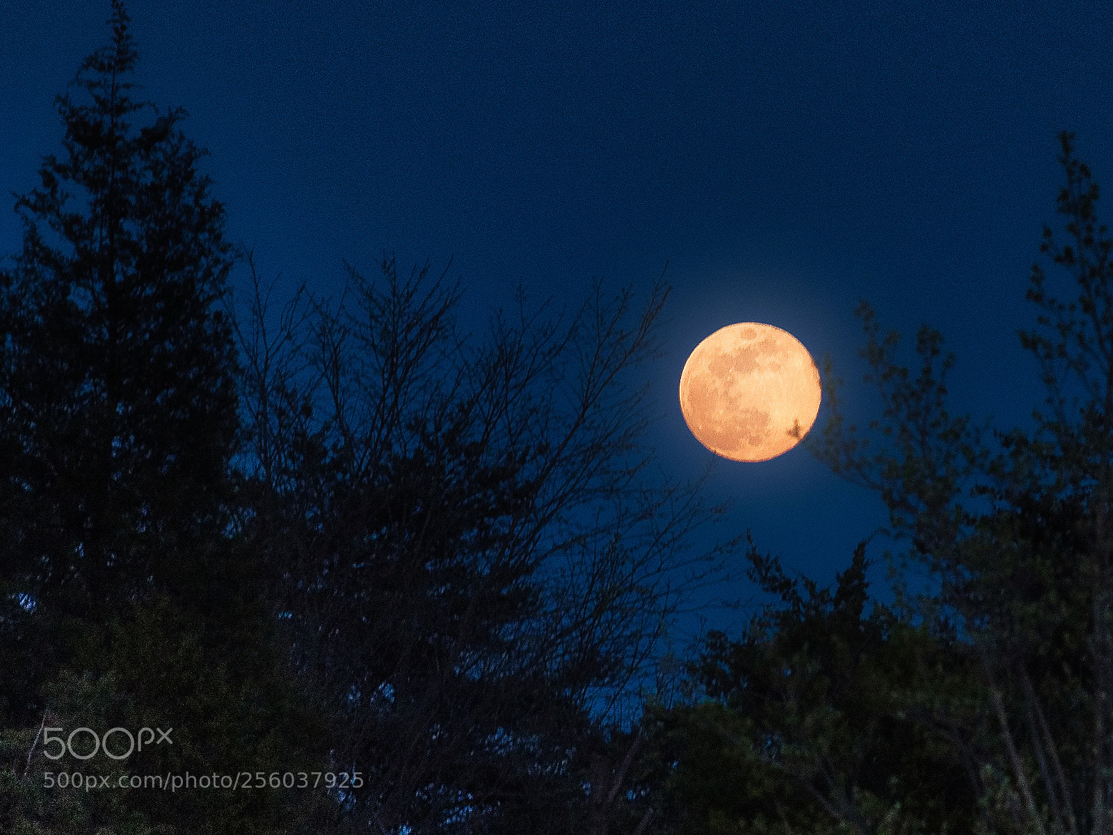 Nikon D750 sample photo. Moon-1 photography