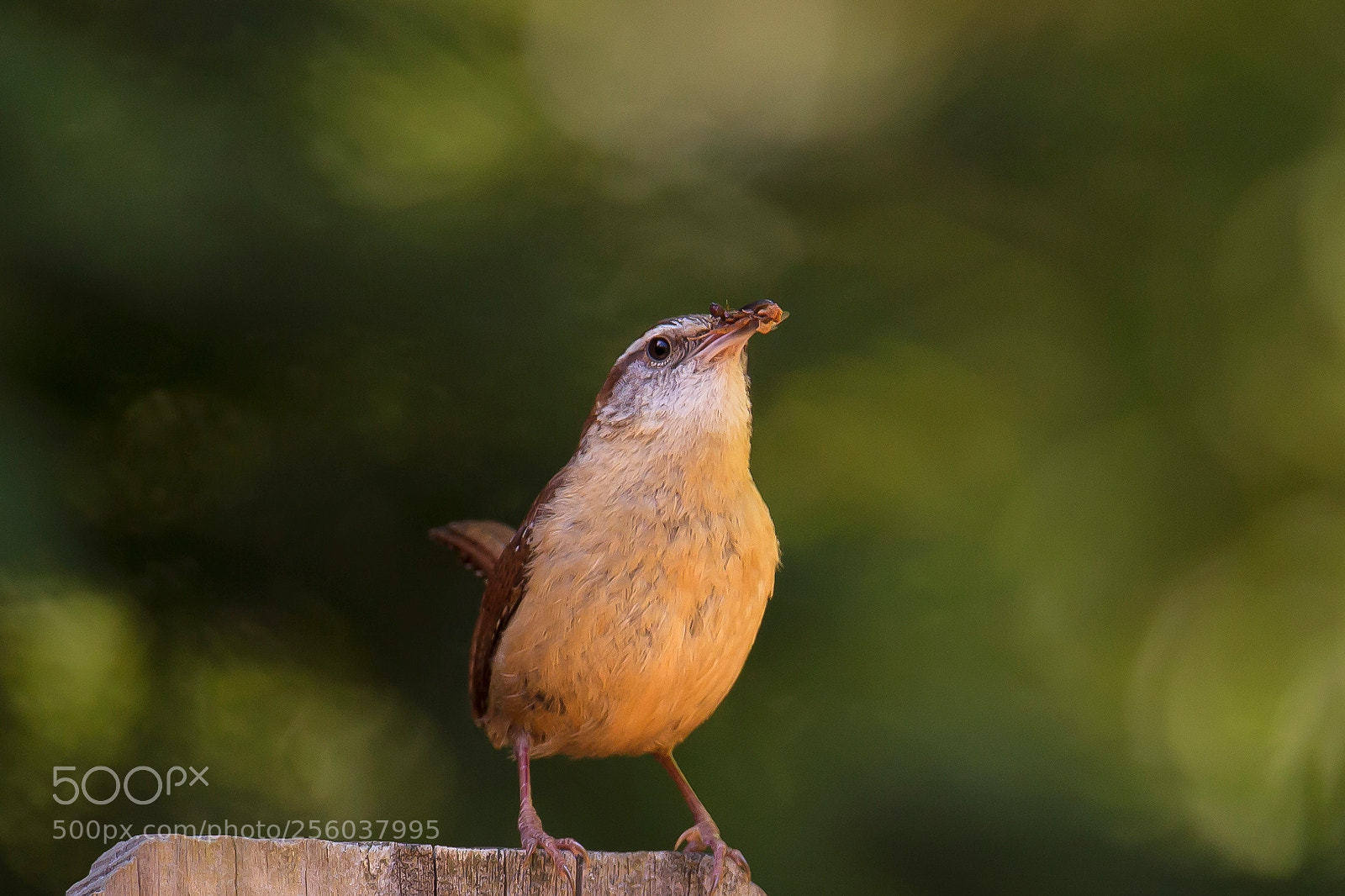 Canon EOS 6D sample photo. Backyard bird photography