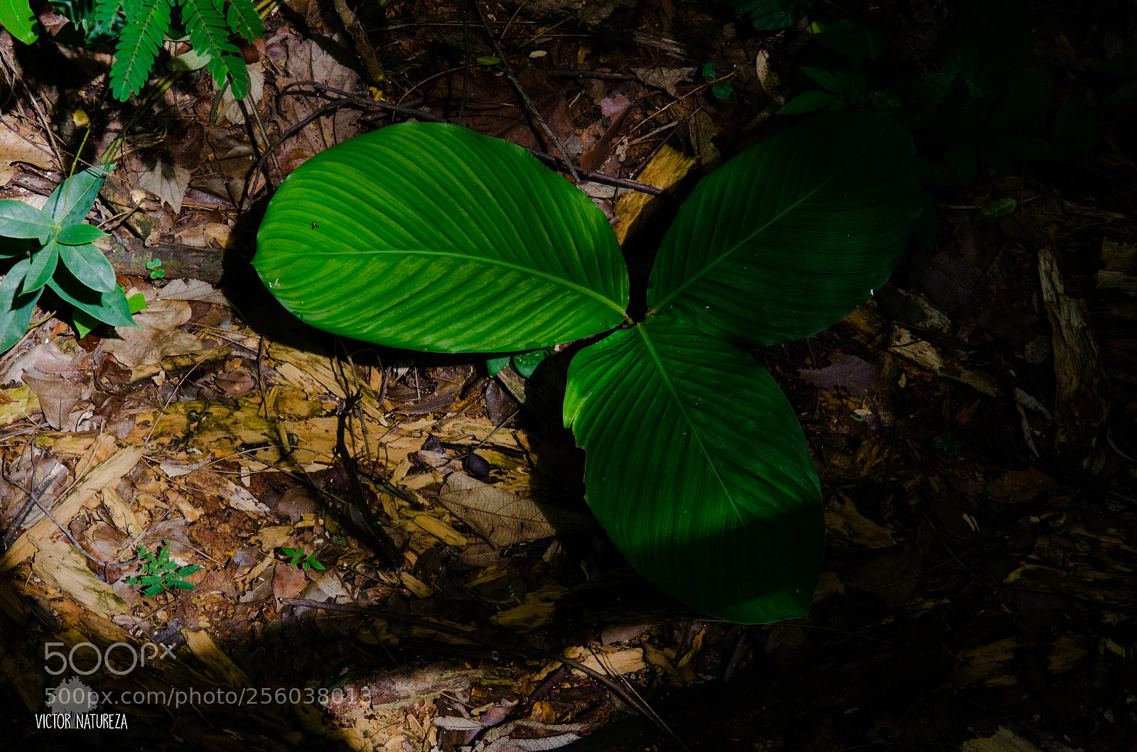 Nikon D7000 sample photo. Untitled photography