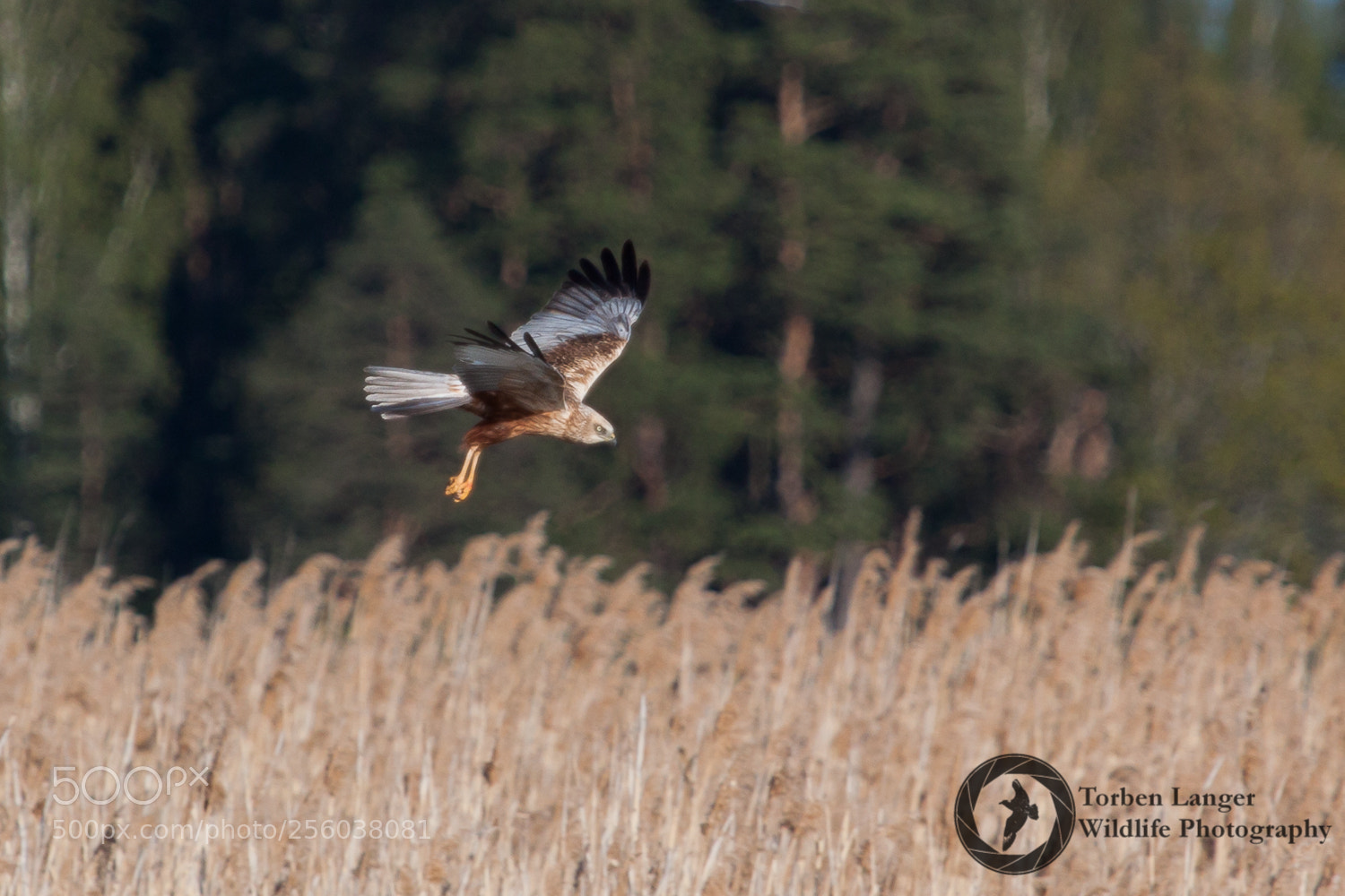 Canon EOS 500D (EOS Rebel T1i / EOS Kiss X3) sample photo. Western marsh harrier photography