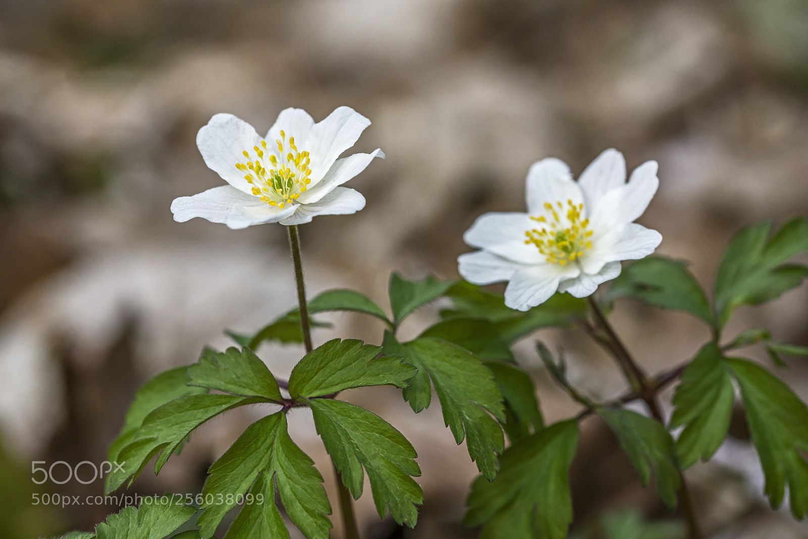 Sony a7R II sample photo. Wood anemone photography