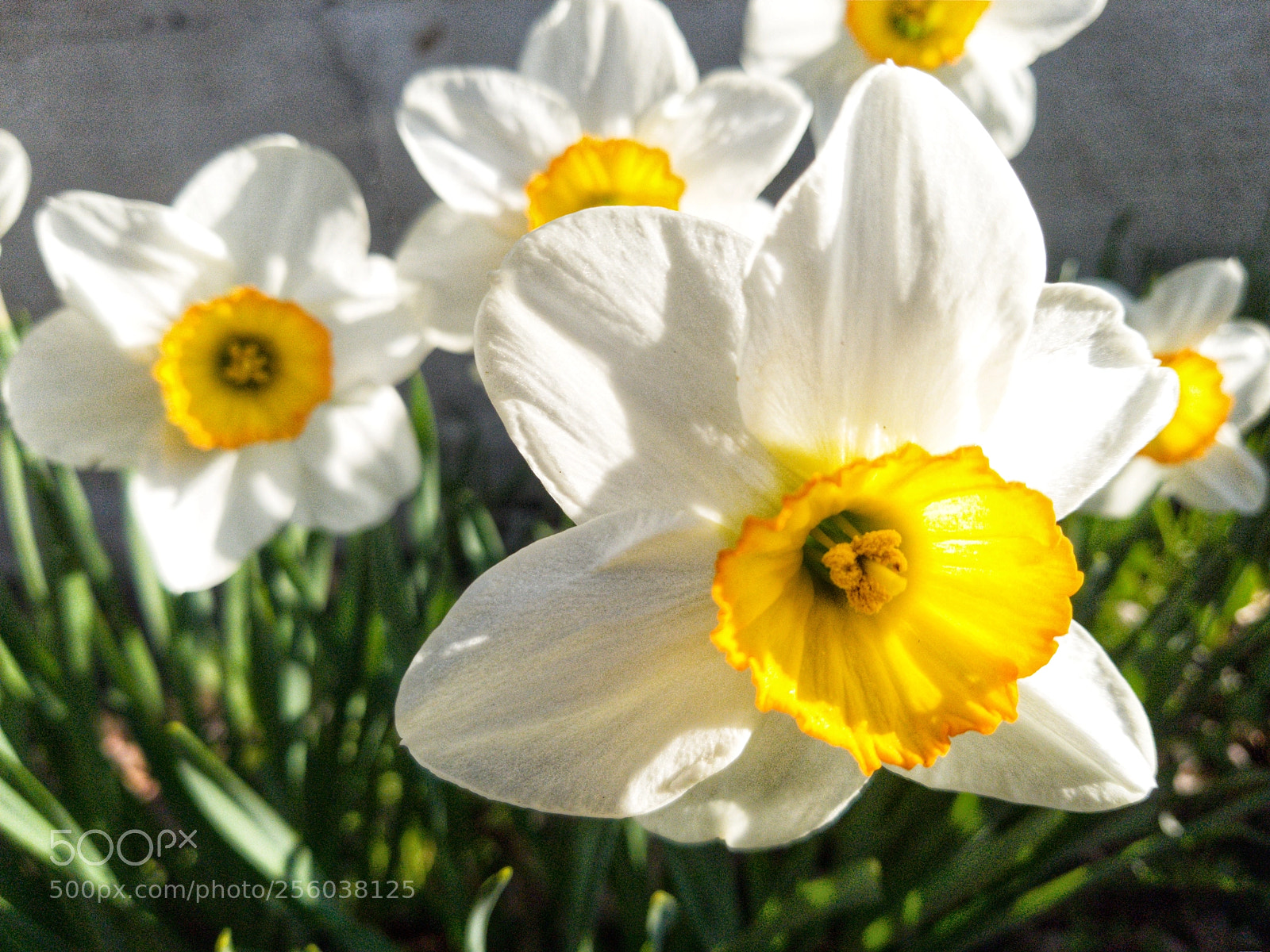 Samsung Galaxy S8+ sample photo. Officially_spring photography