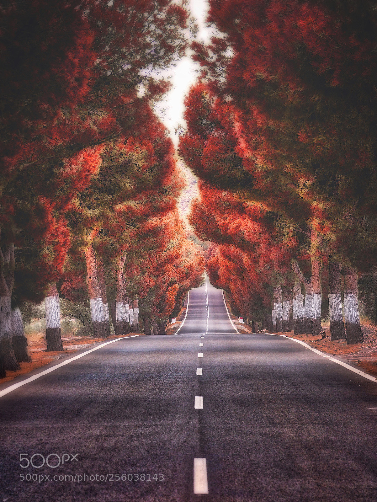 Olympus OM-D E-M5 II sample photo. Carretera de otoño photography