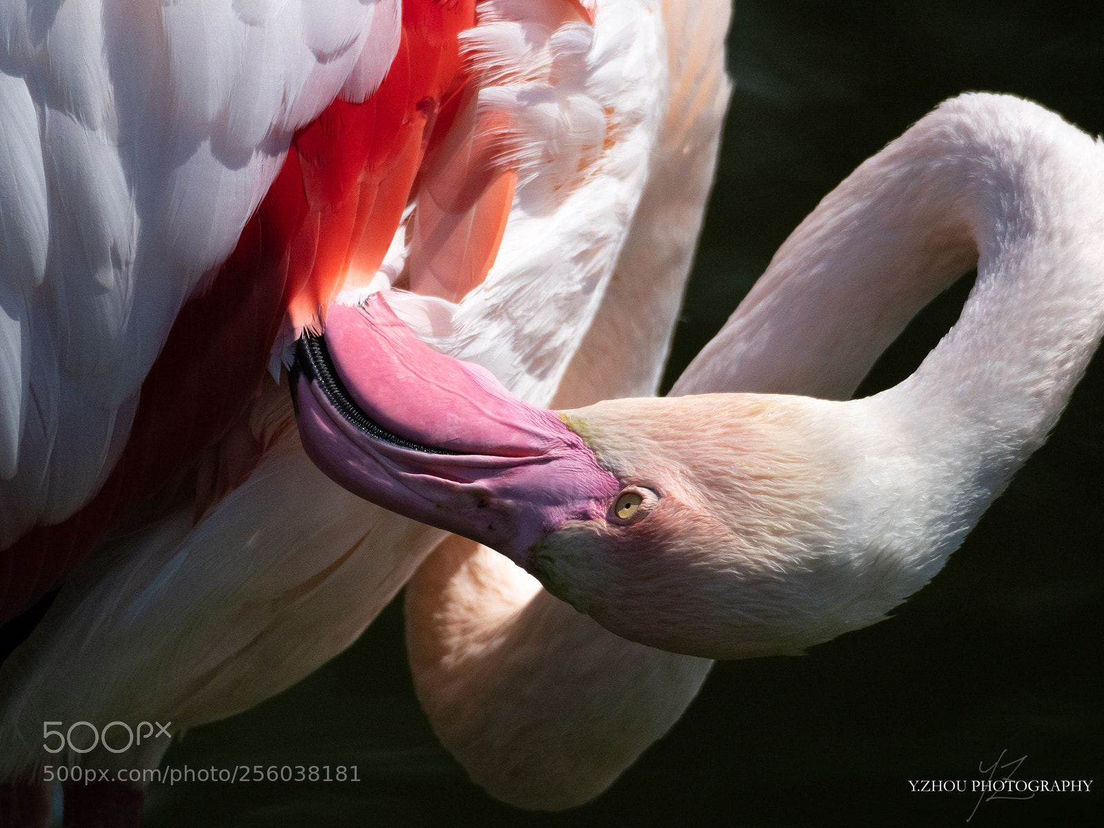 Olympus OM-D E-M1 Mark II sample photo. Flamingo photography