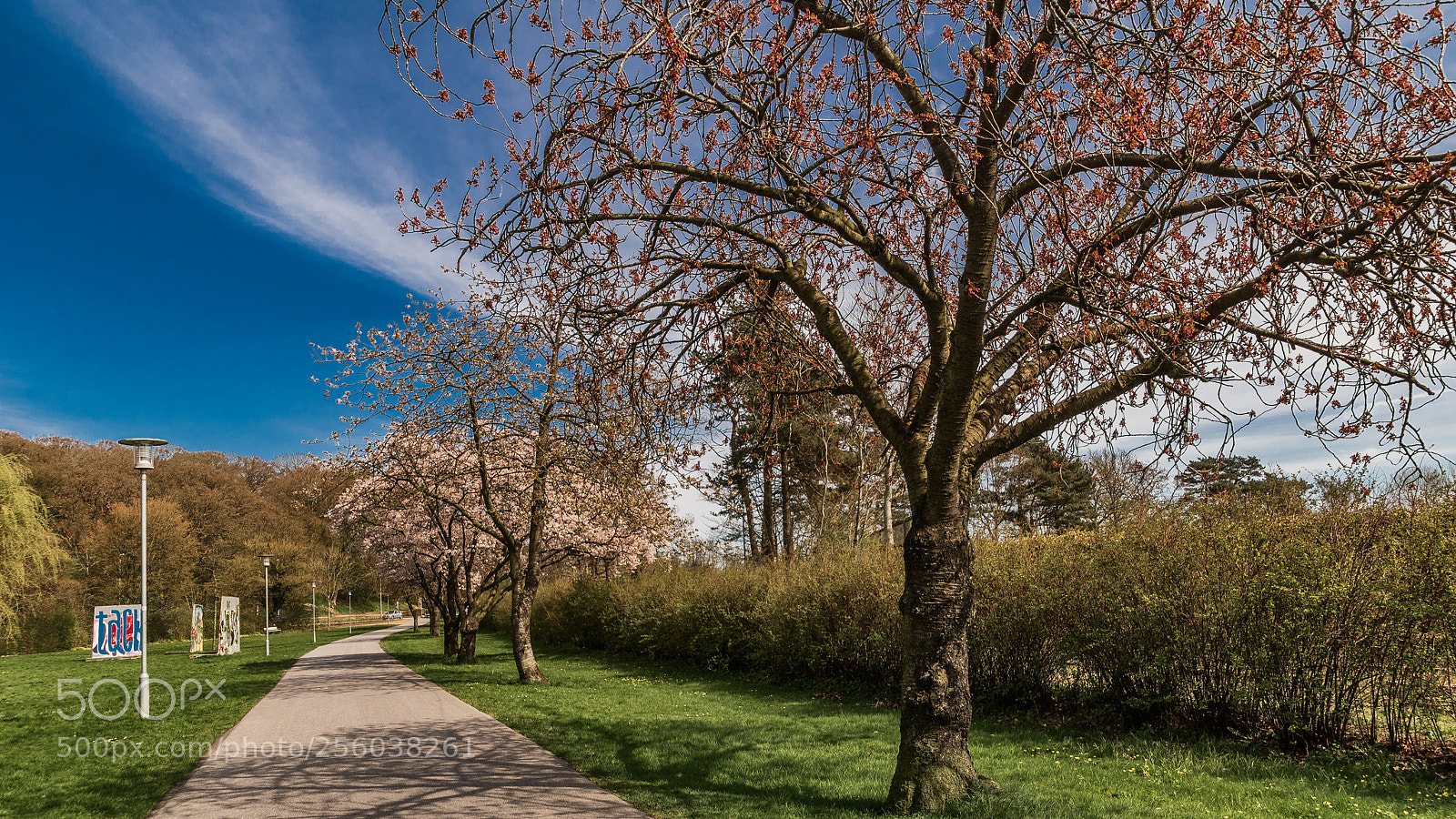 Sony ILCA-77M2 sample photo. Cherry blossom ii photography