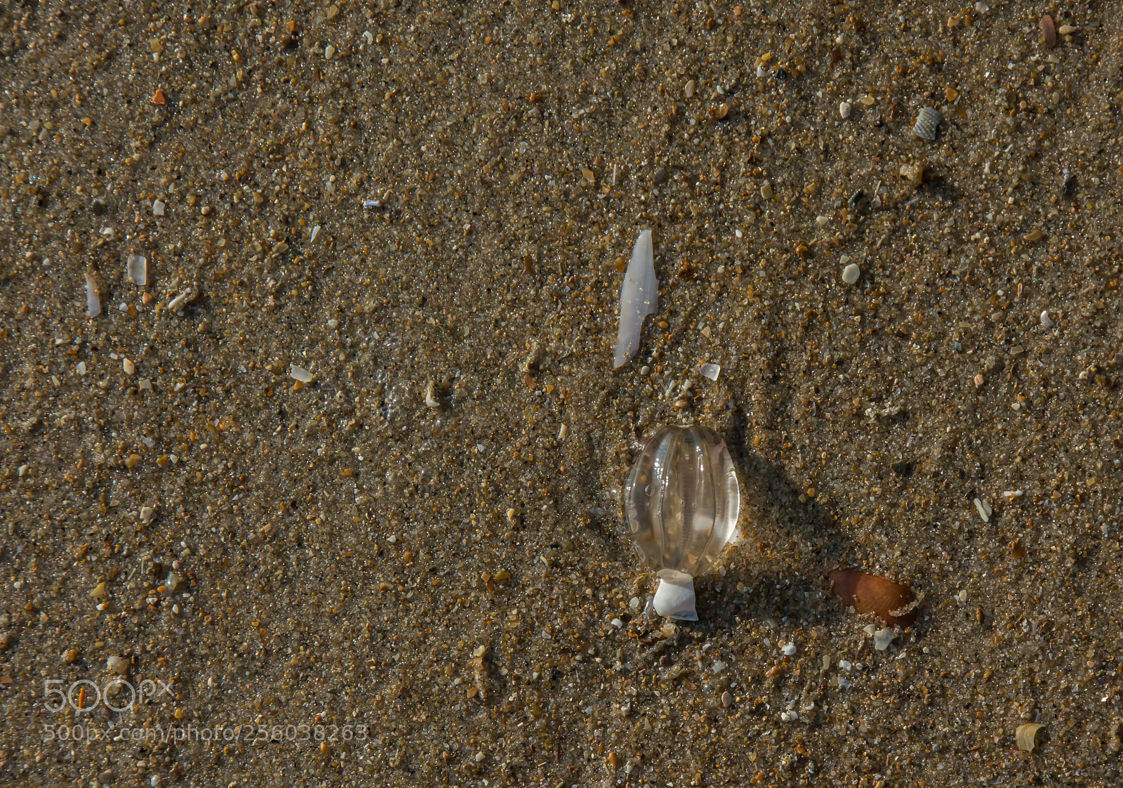 Nikon D5200 sample photo. Stranded sea gooseberry. photography