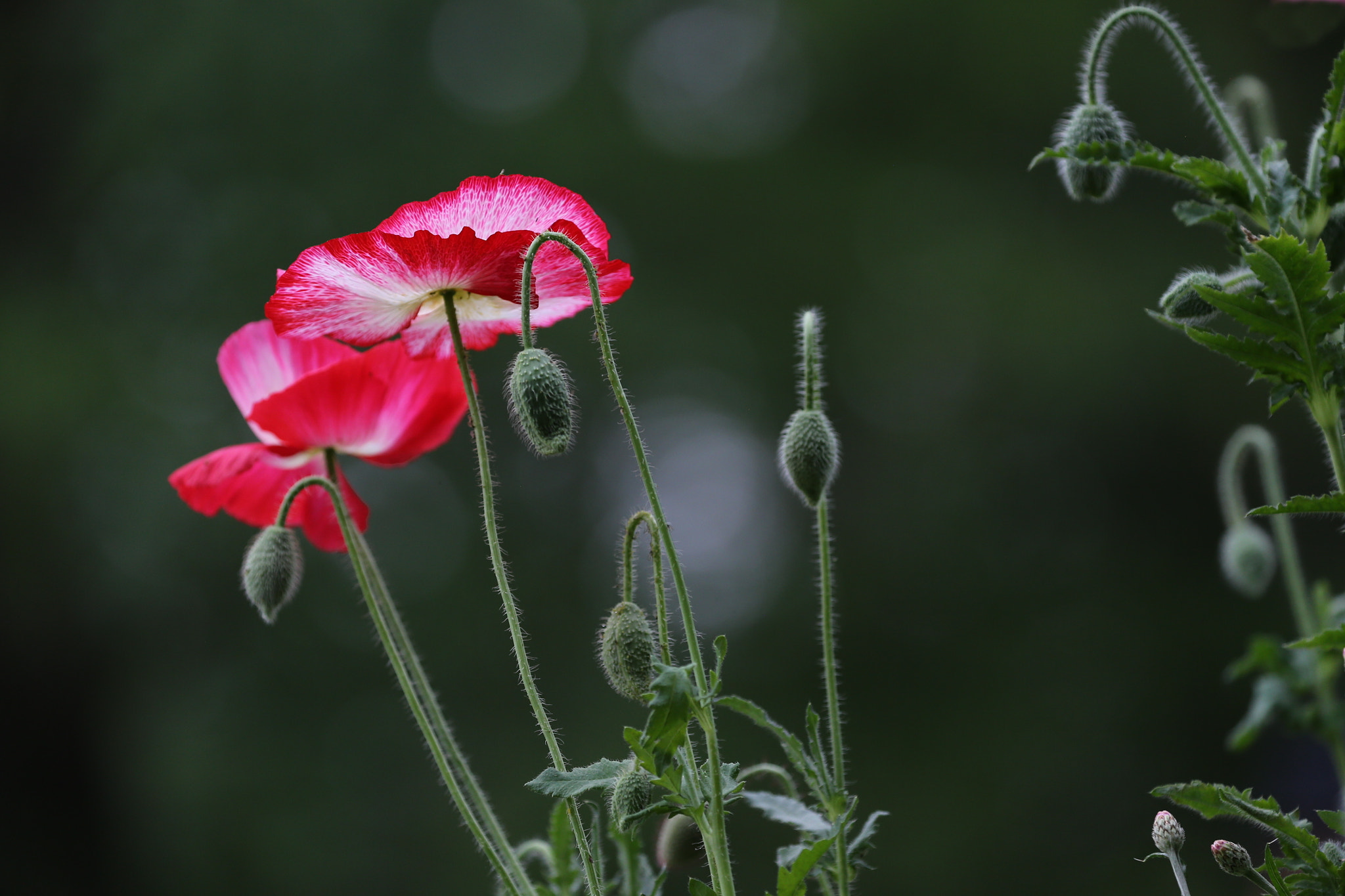 Canon EOS-1D X sample photo