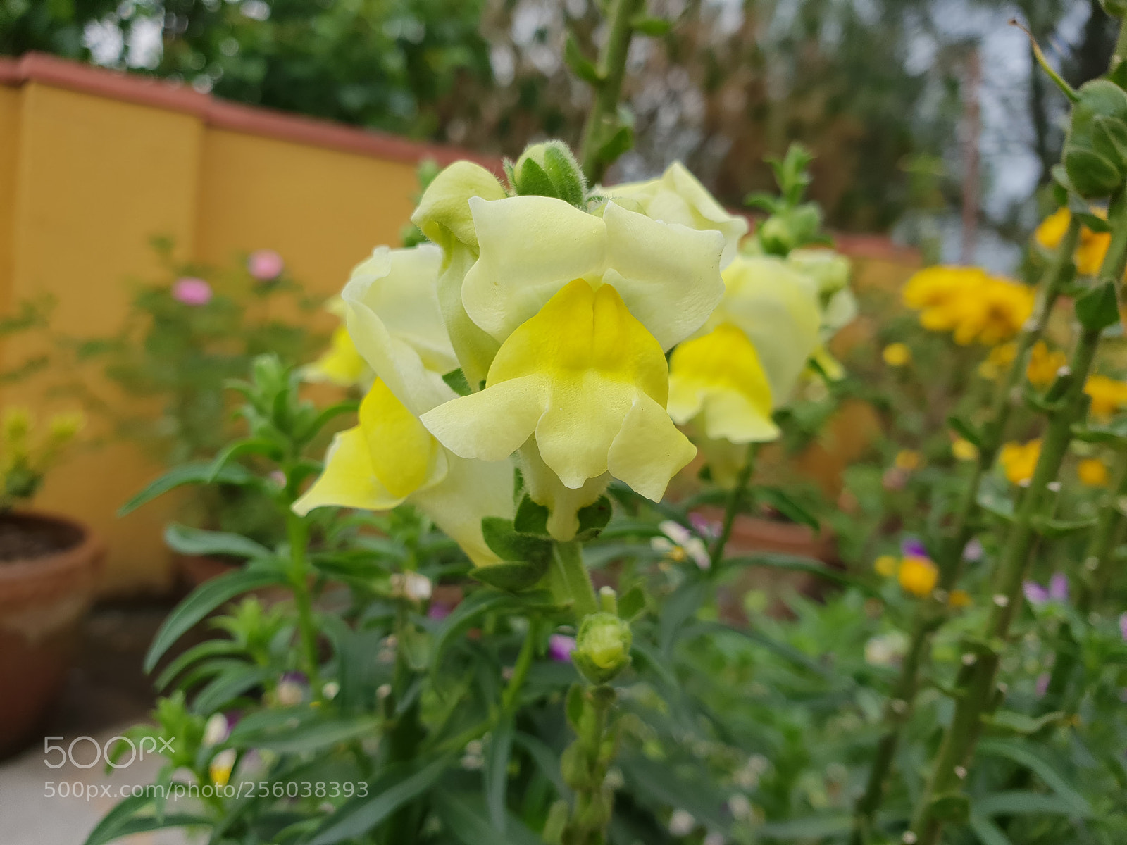 Samsung Galaxy S9+ sample photo. Bhaycha: show photography