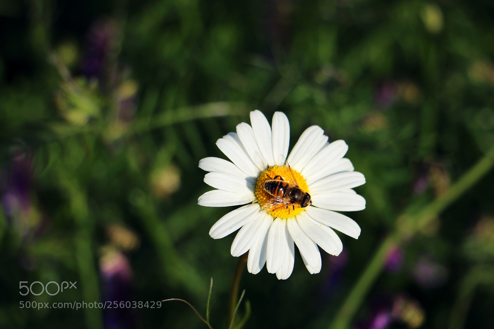 Canon EOS 70D sample photo. Bee photography