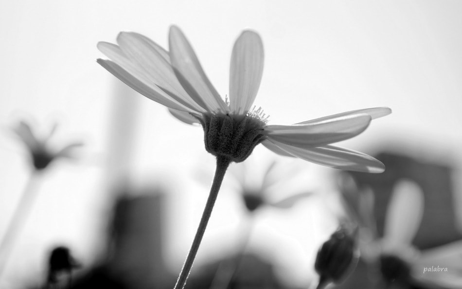 Samsung NX30 sample photo. ... photography