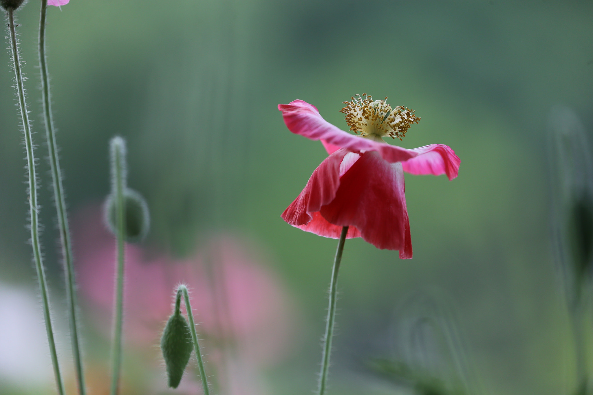 Canon EOS-1D X sample photo