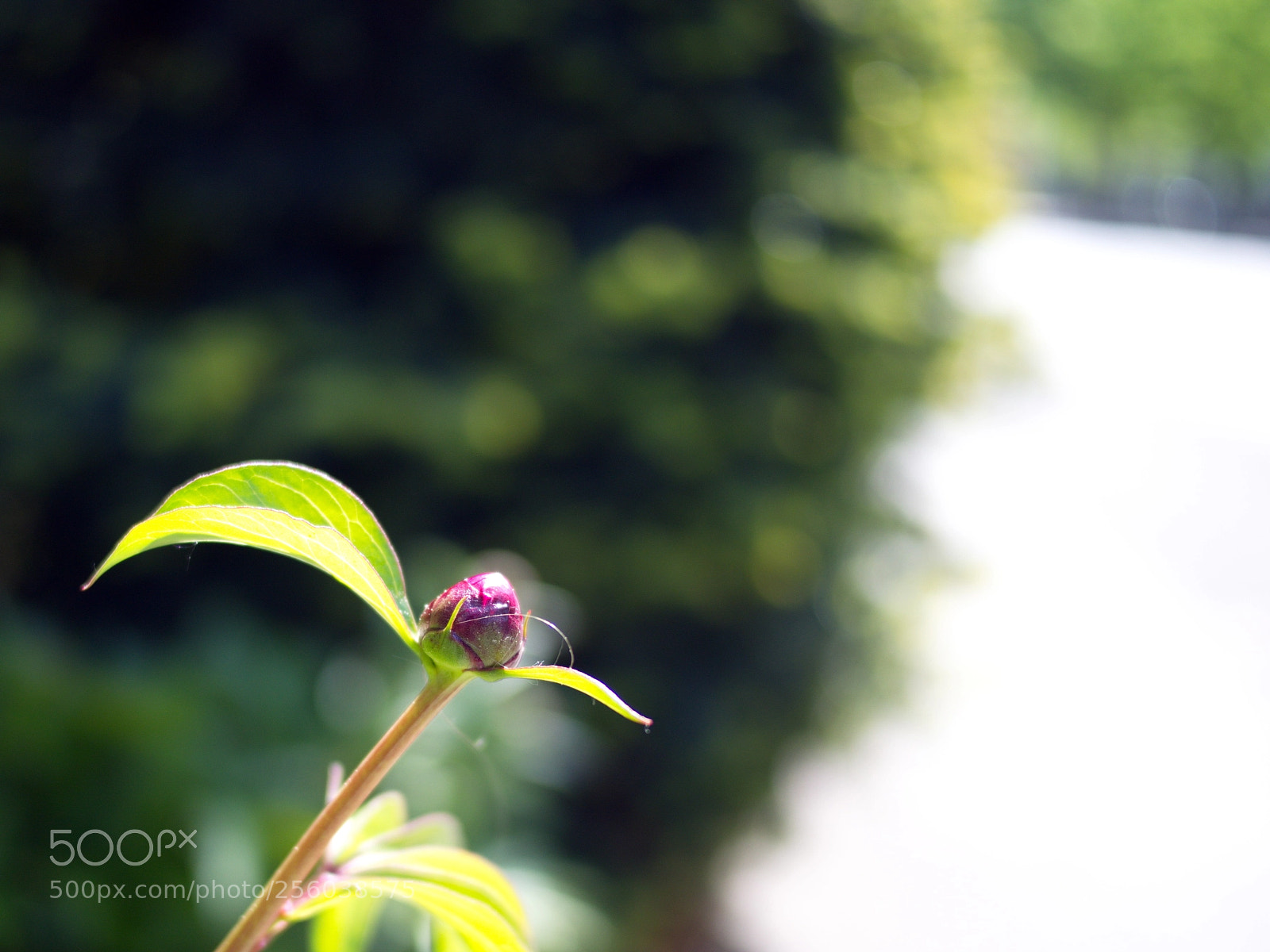 Olympus PEN E-PL5 sample photo. Budding photography
