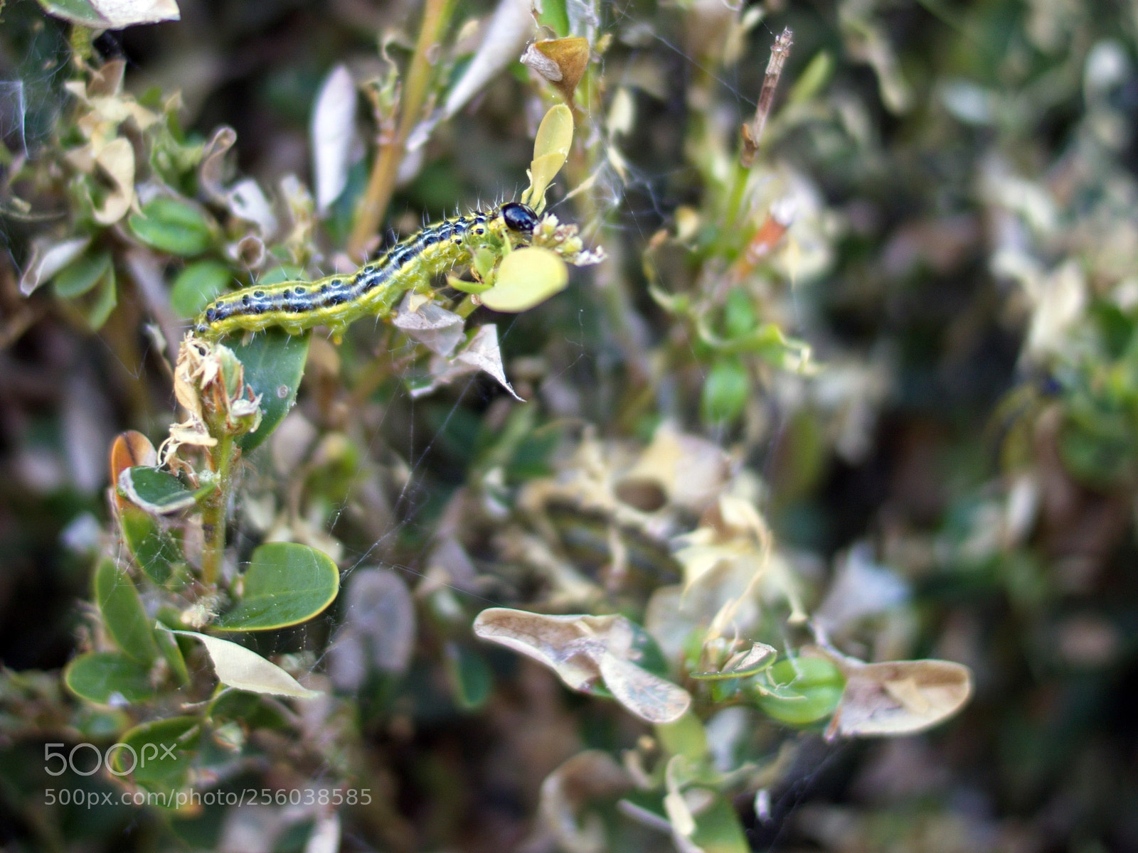 Olympus PEN E-PL5 sample photo. Butterfly in training photography