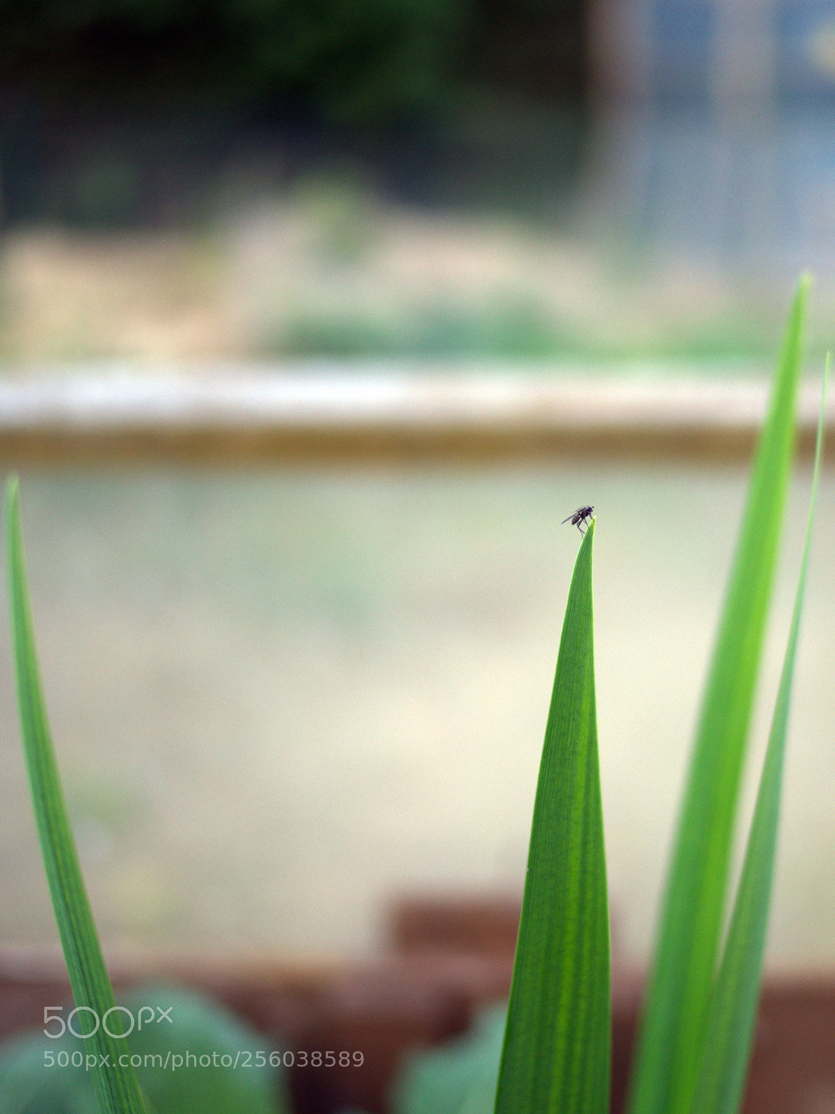 Olympus PEN E-PL5 sample photo. Solitary photography