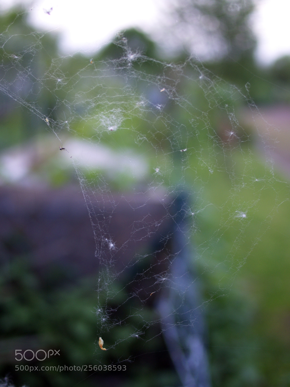 Olympus PEN E-PL5 sample photo. Trap photography