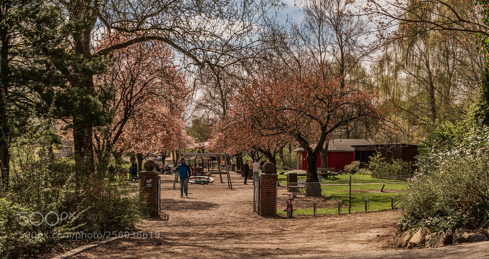 Sony ILCA-77M2 sample photo. Cherry blossom iii photography