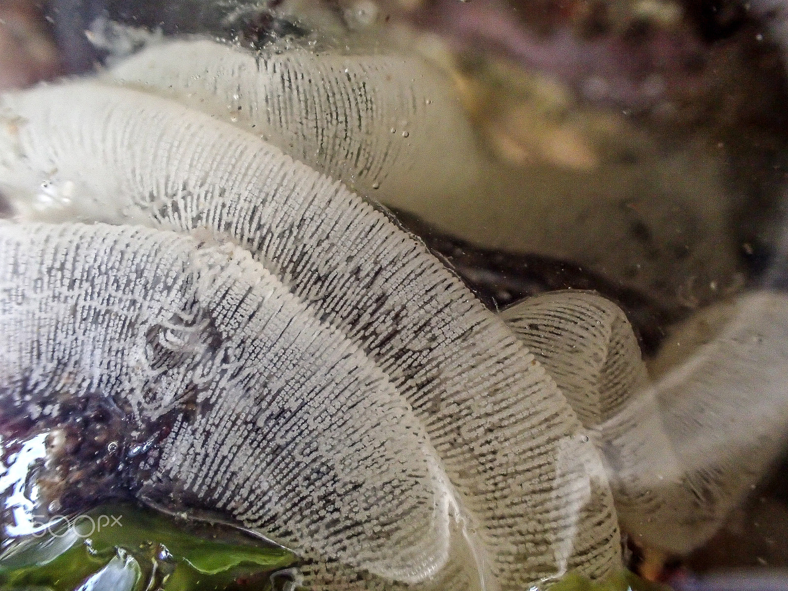 Olympus TG-4 sample photo. Eggs photography