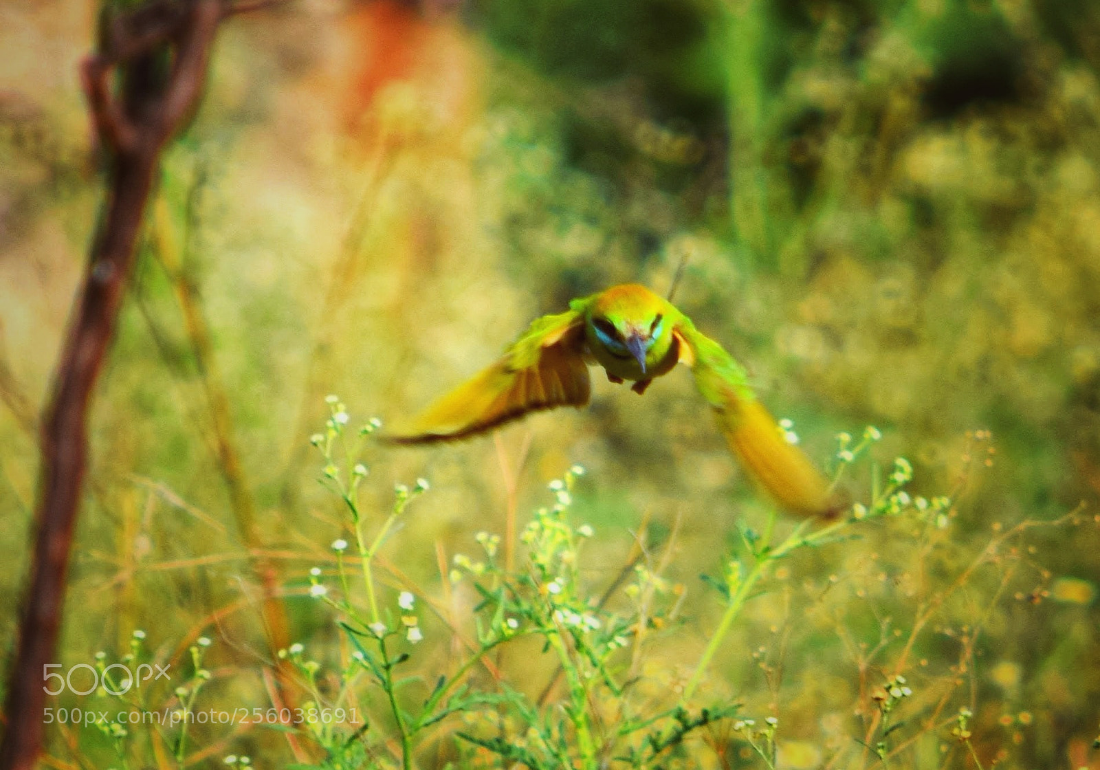 Nikon D3300 sample photo. Bee eater photography