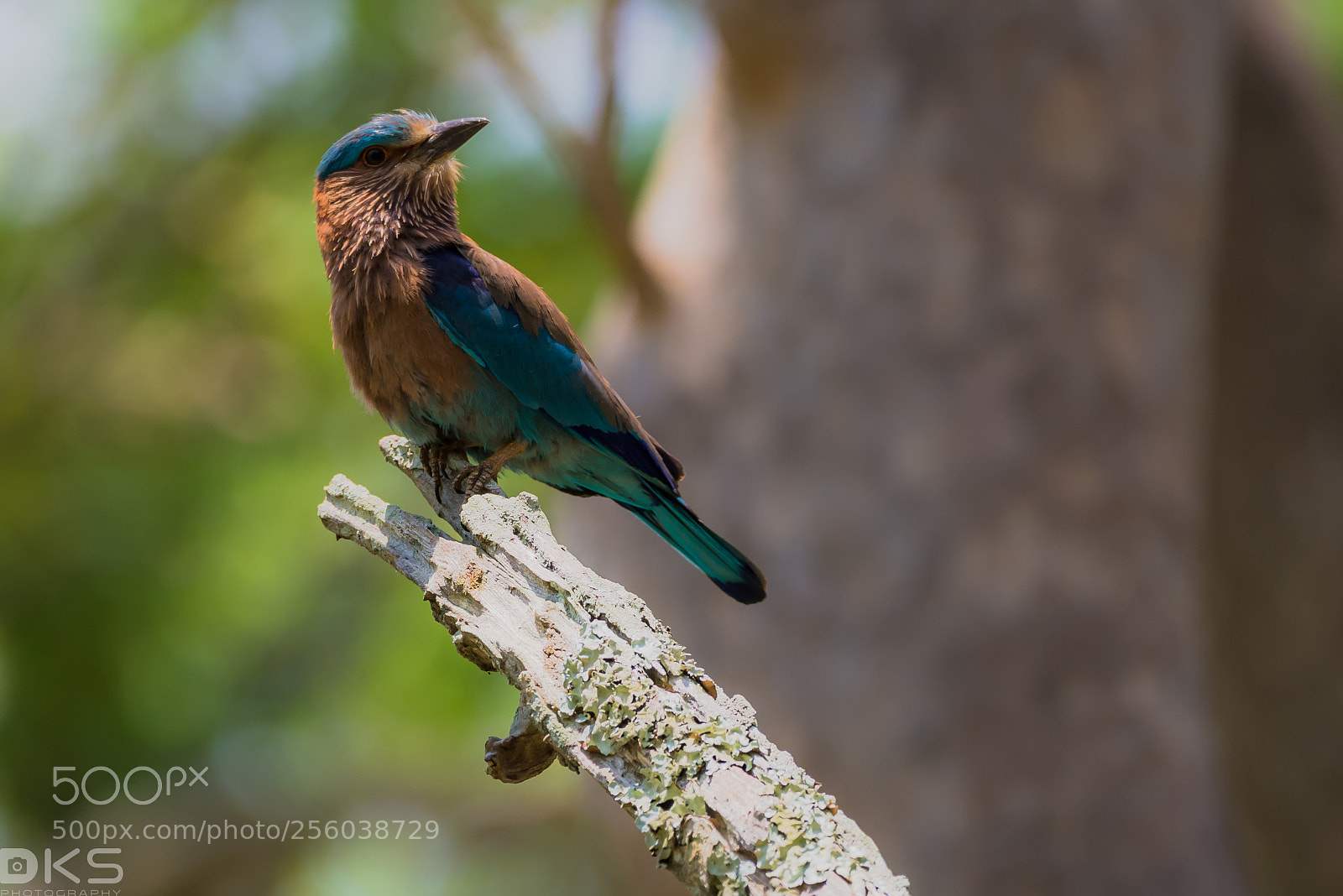 Nikon D610 sample photo. Indian roller photography