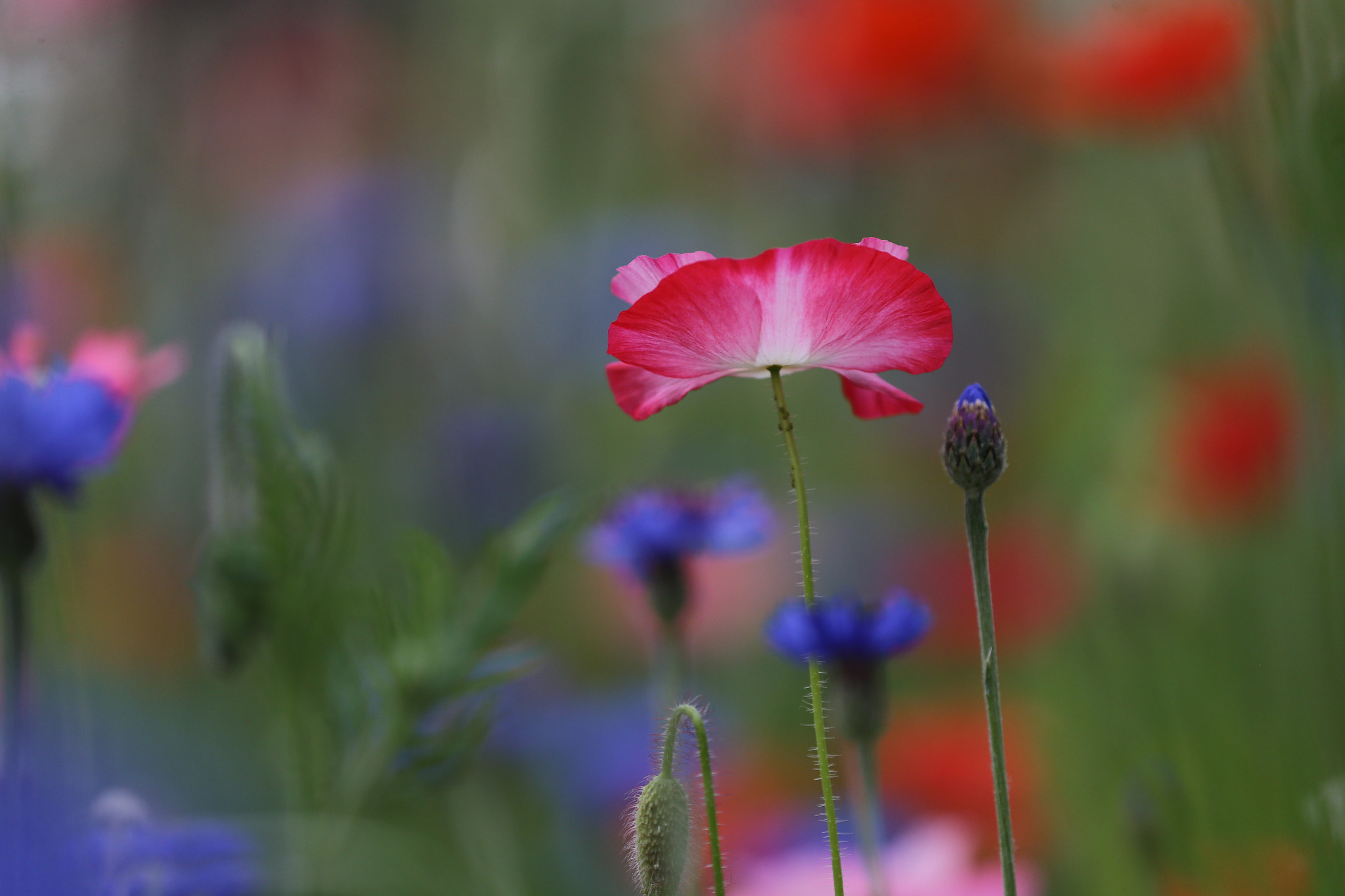 Canon EOS-1D X sample photo
