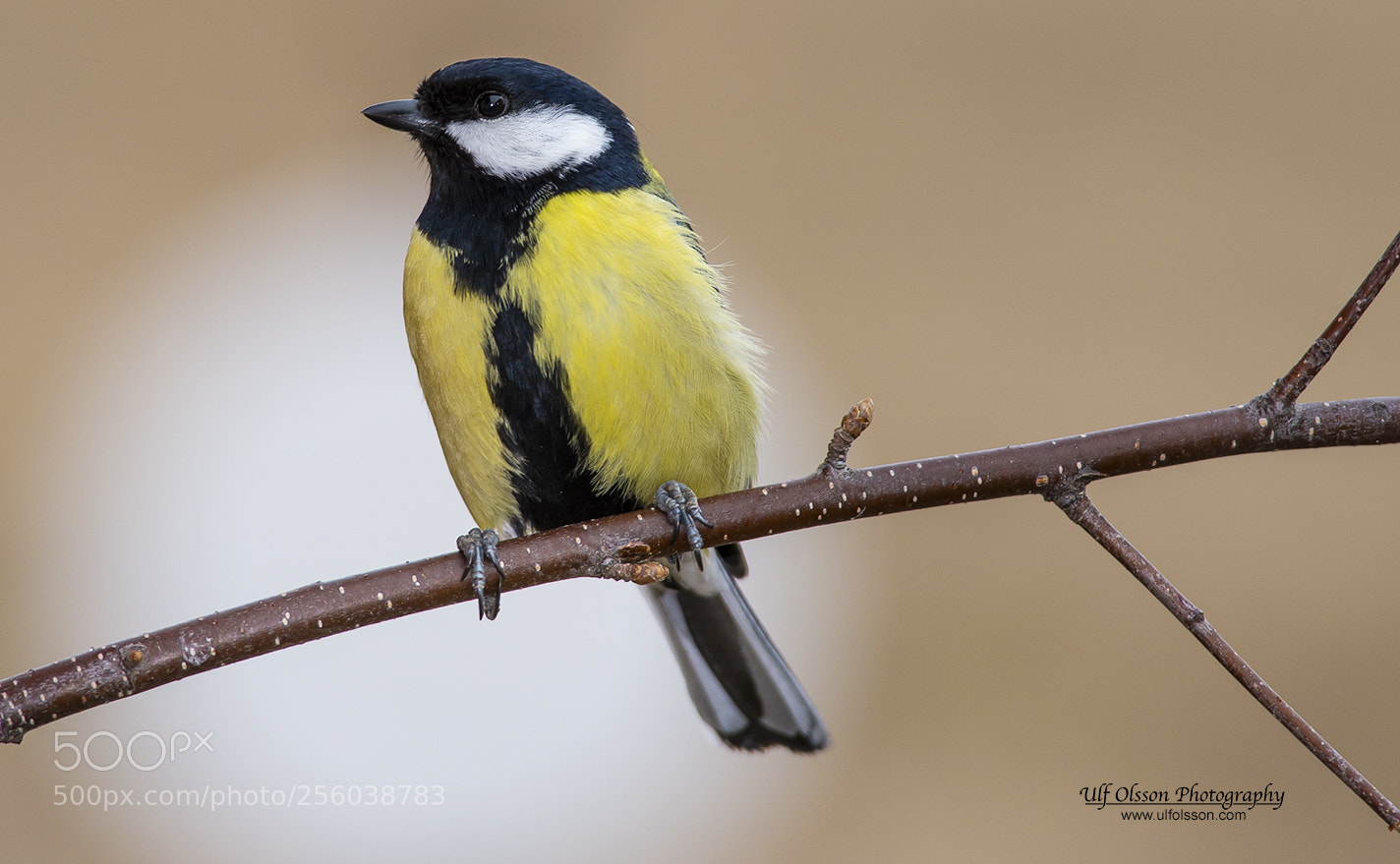 Nikon D610 sample photo. Tit photography