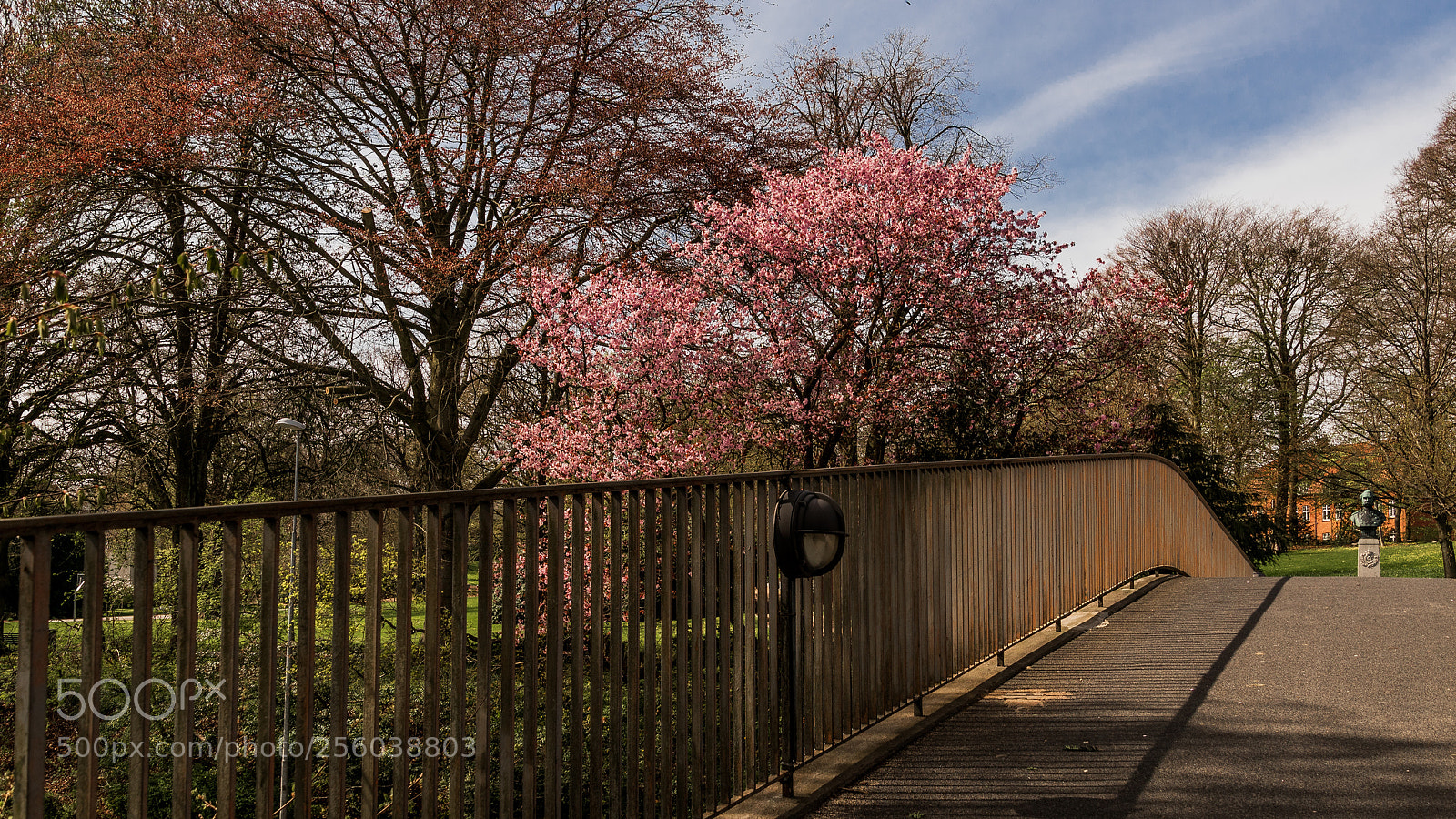 Sony ILCA-77M2 sample photo. Cherry blossom iv photography