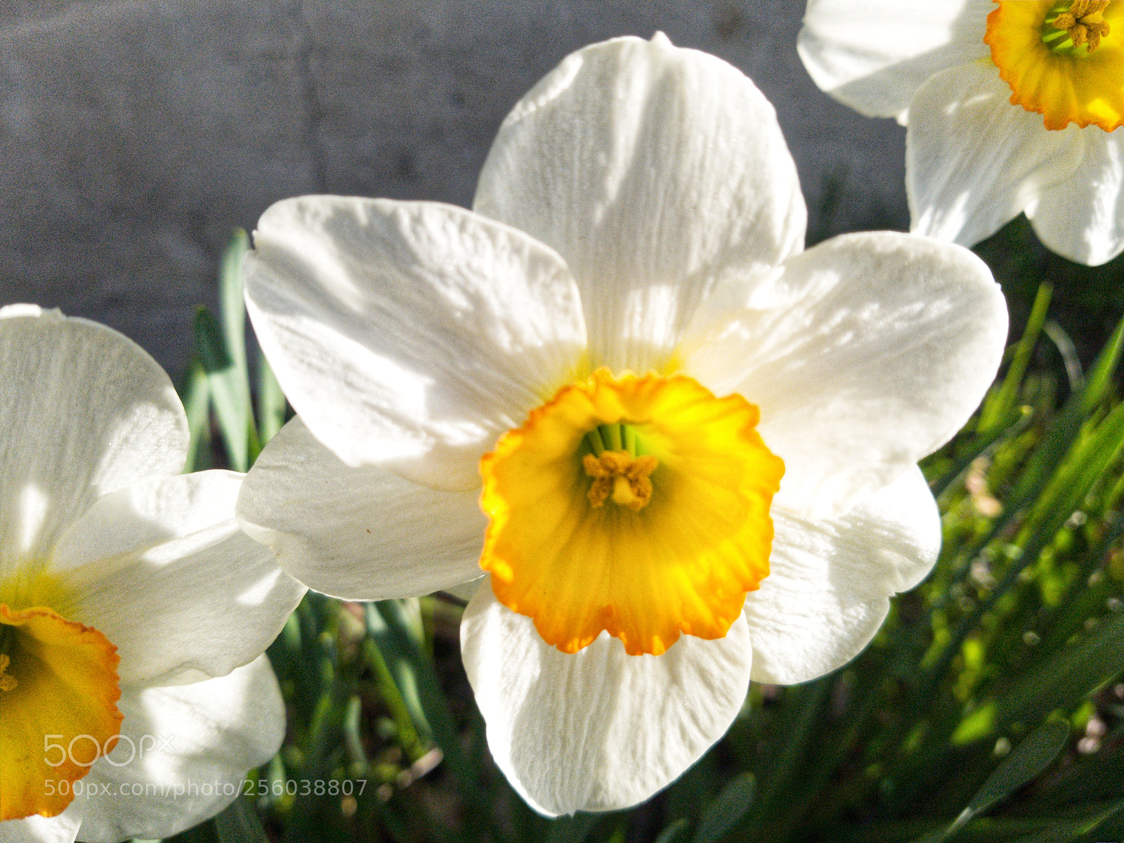 Samsung Galaxy S8+ sample photo. Spring_blooms photography