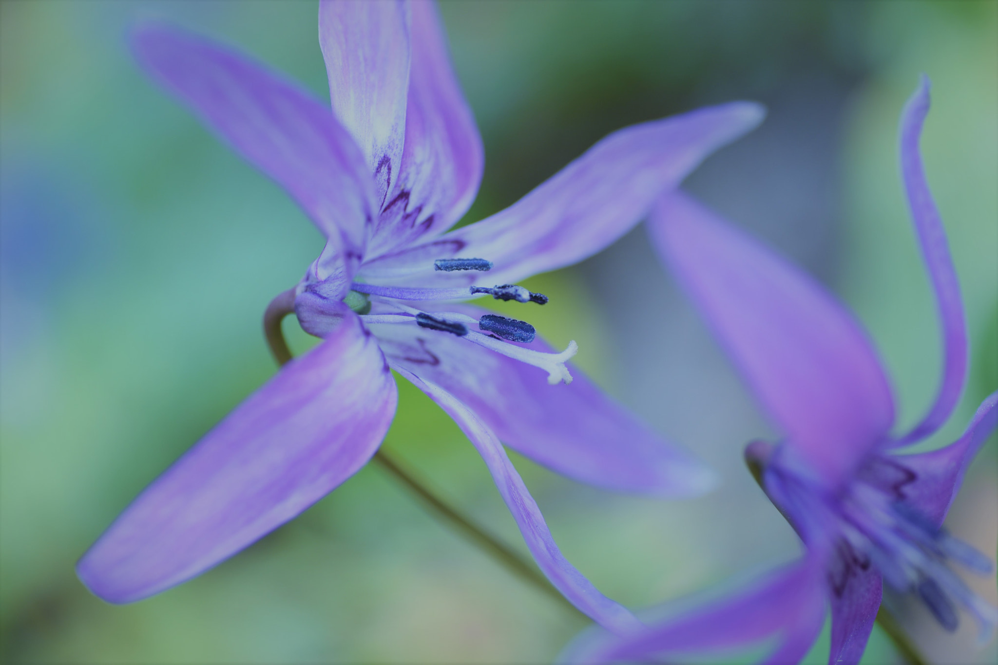 Nikon D750 sample photo. Dogtooth violet♪ photography