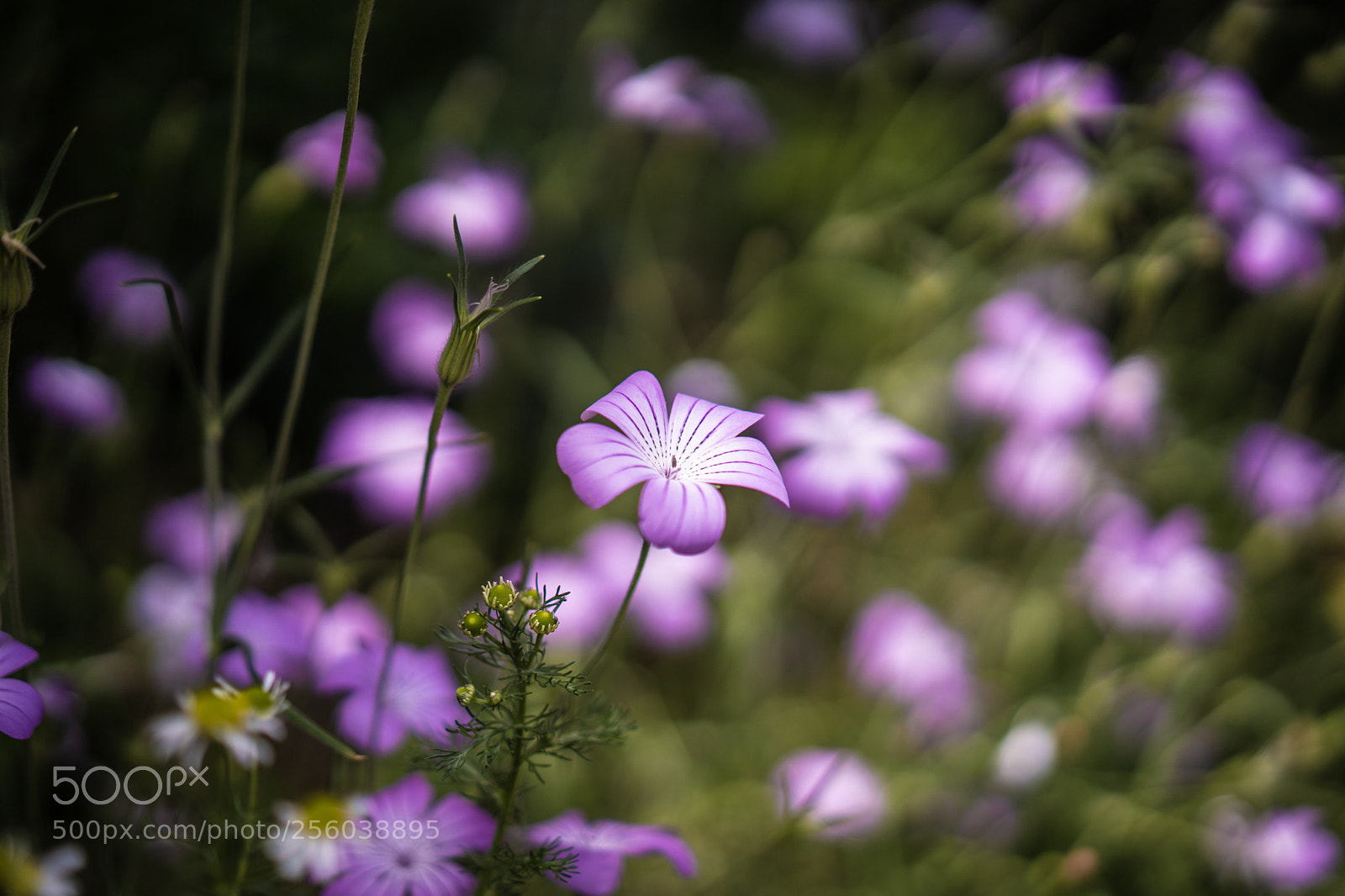 Sony a7 III sample photo. Wildflowers in the park photography