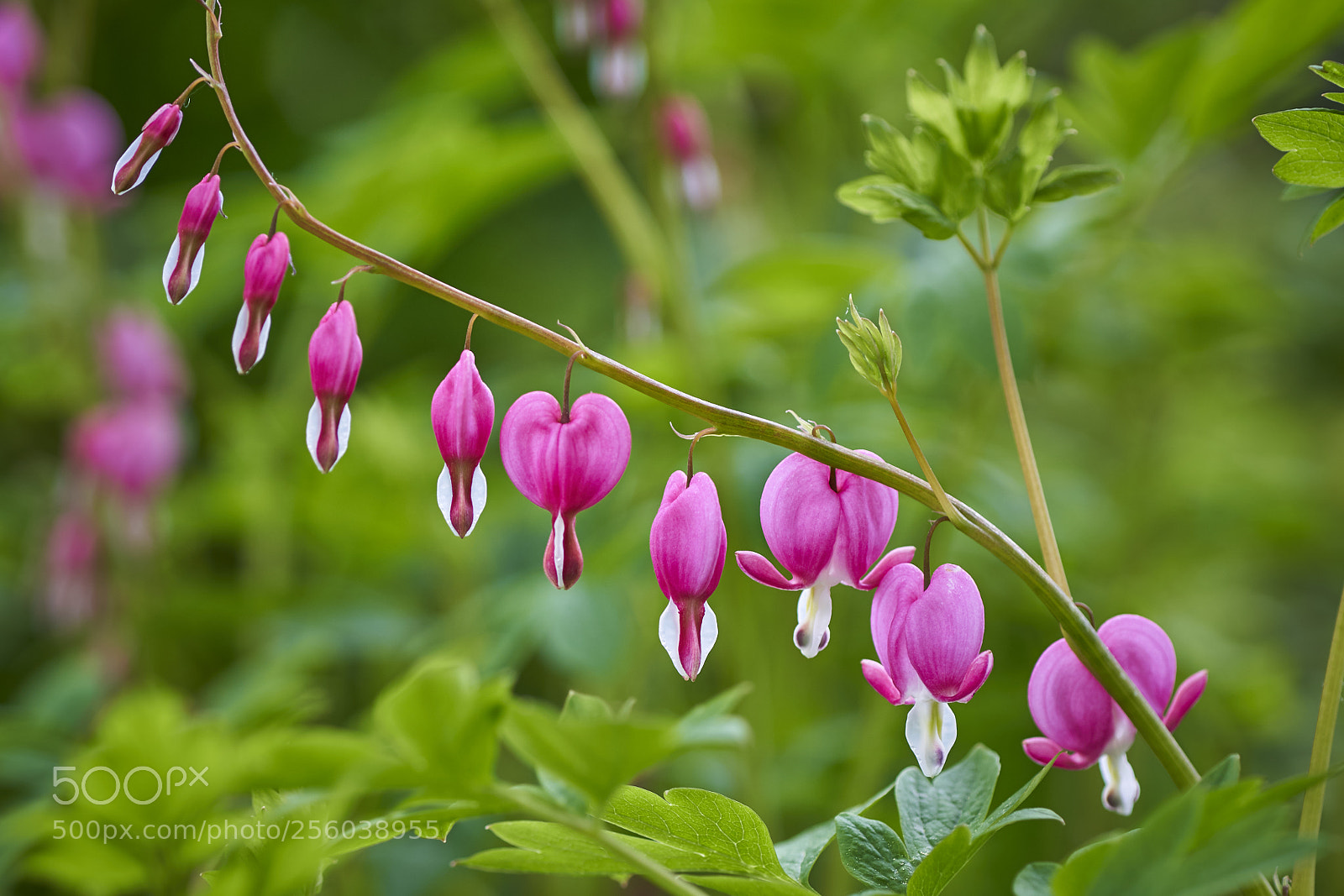 Sony a7R III sample photo. Purple hearts photography