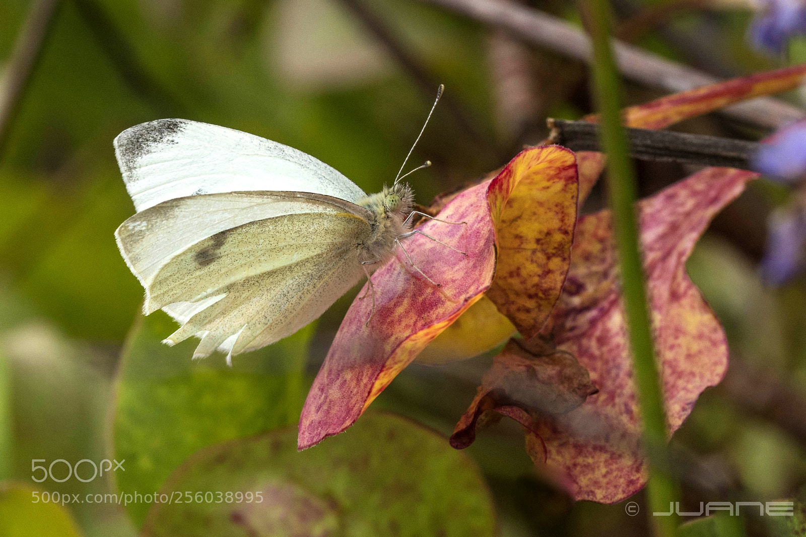 Sony a6300 sample photo. Pieris rapae. photography