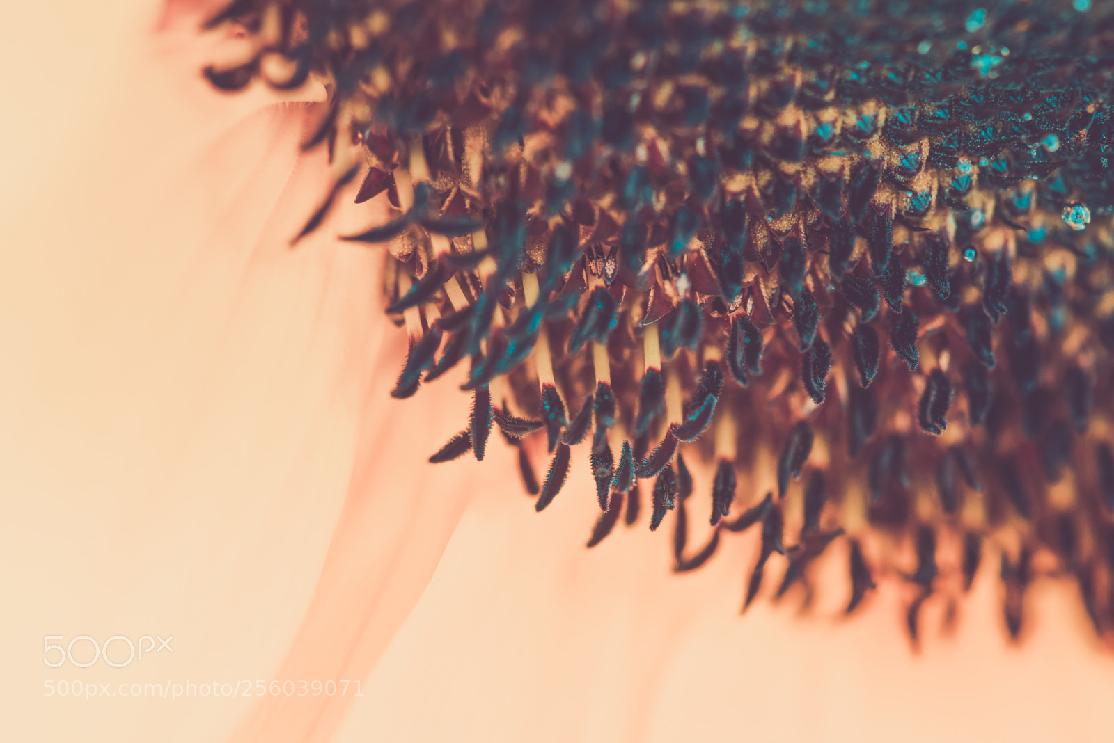 Nikon D610 sample photo. Macro shot of blooming photography