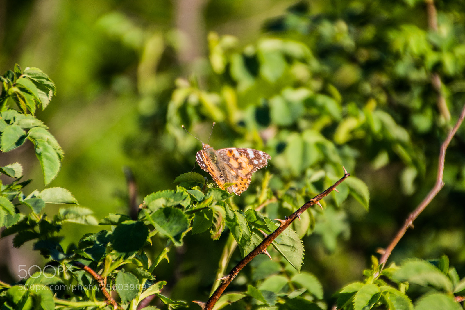 Canon EOS 1300D (EOS Rebel T6 / EOS Kiss X80) sample photo. Butterfly photography
