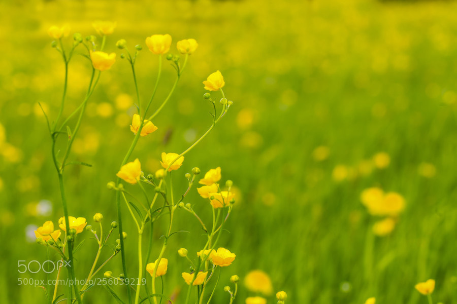 Canon EOS 6D sample photo. Butterblumenwiese photography