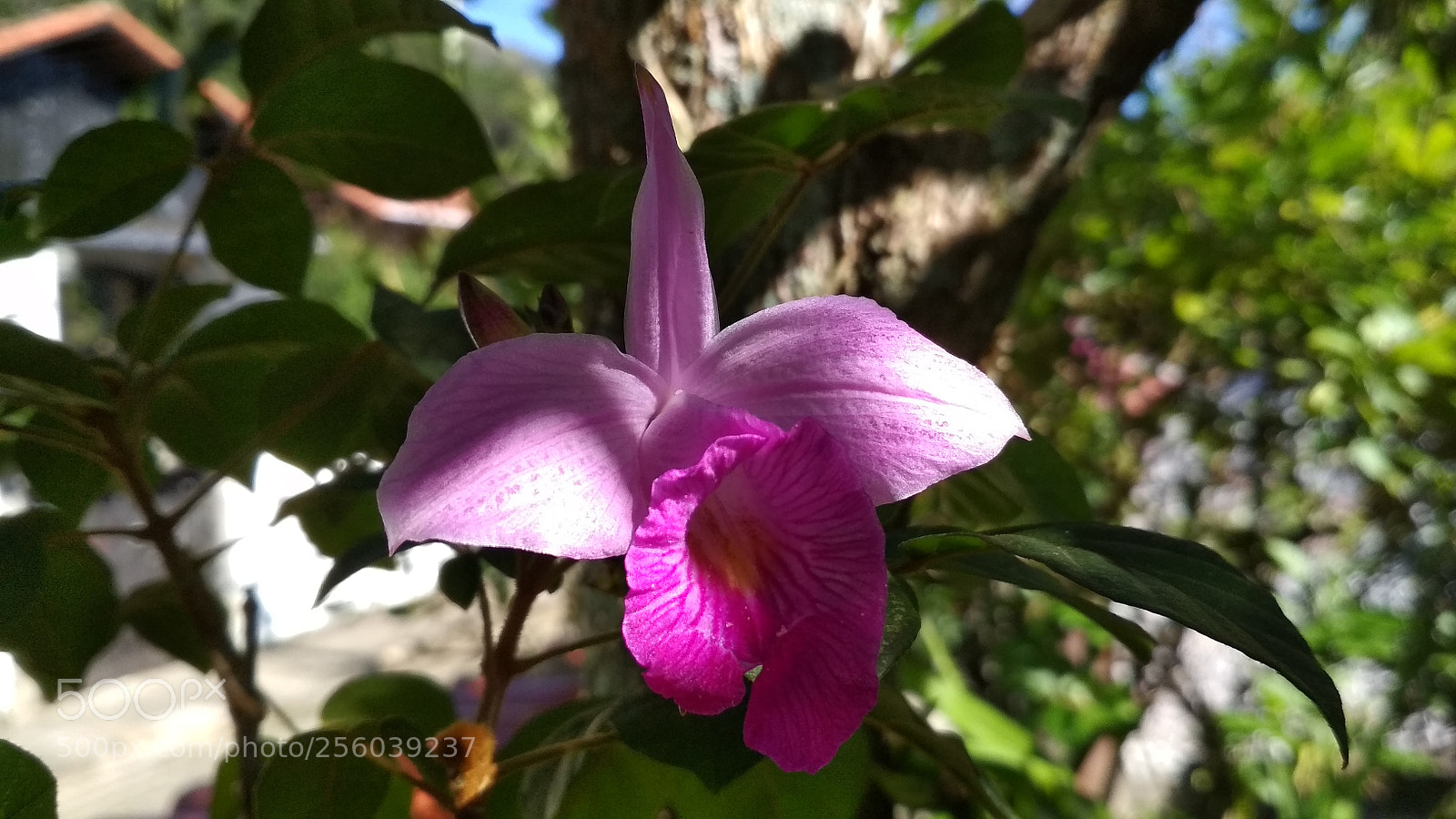 Xiaomi Redmi 4X sample photo. Untitled photography