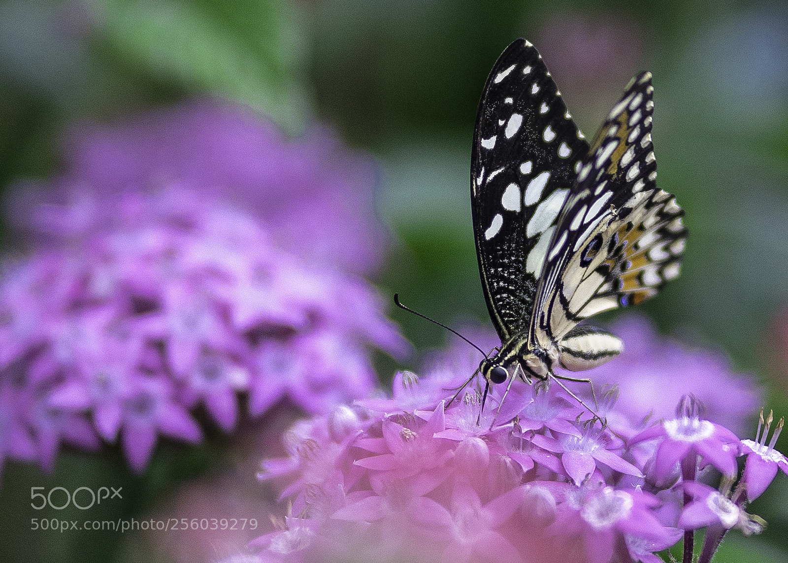 Sony a7 III sample photo. Butterfly in flower garden photography