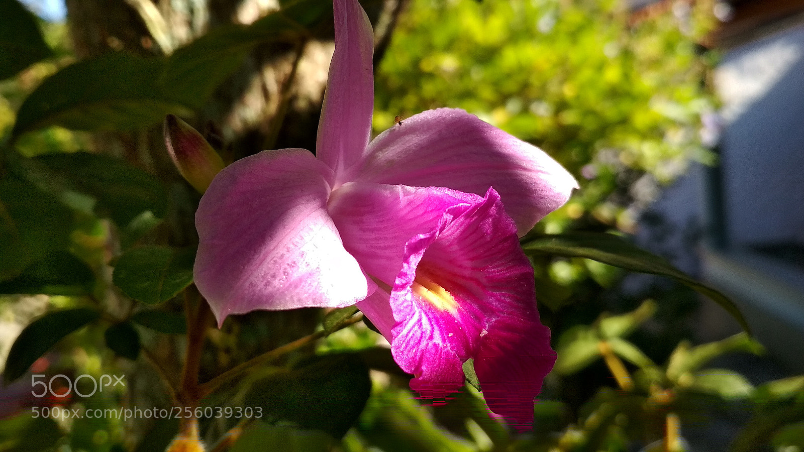 Xiaomi Redmi 4X sample photo. Untitled photography