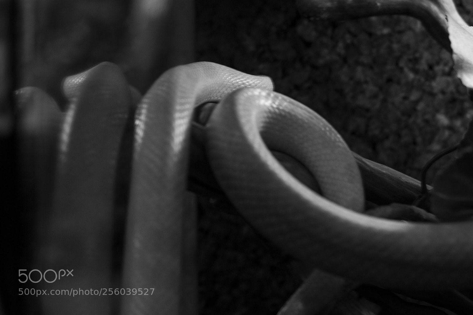 Sony Alpha DSLR-A390 sample photo. Snake photography