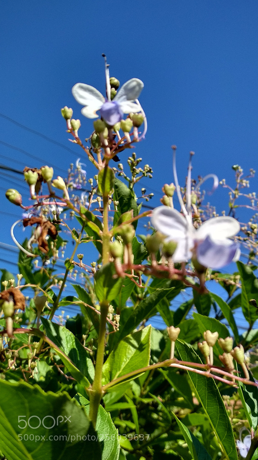 Xiaomi Redmi 4X sample photo. Untitled photography