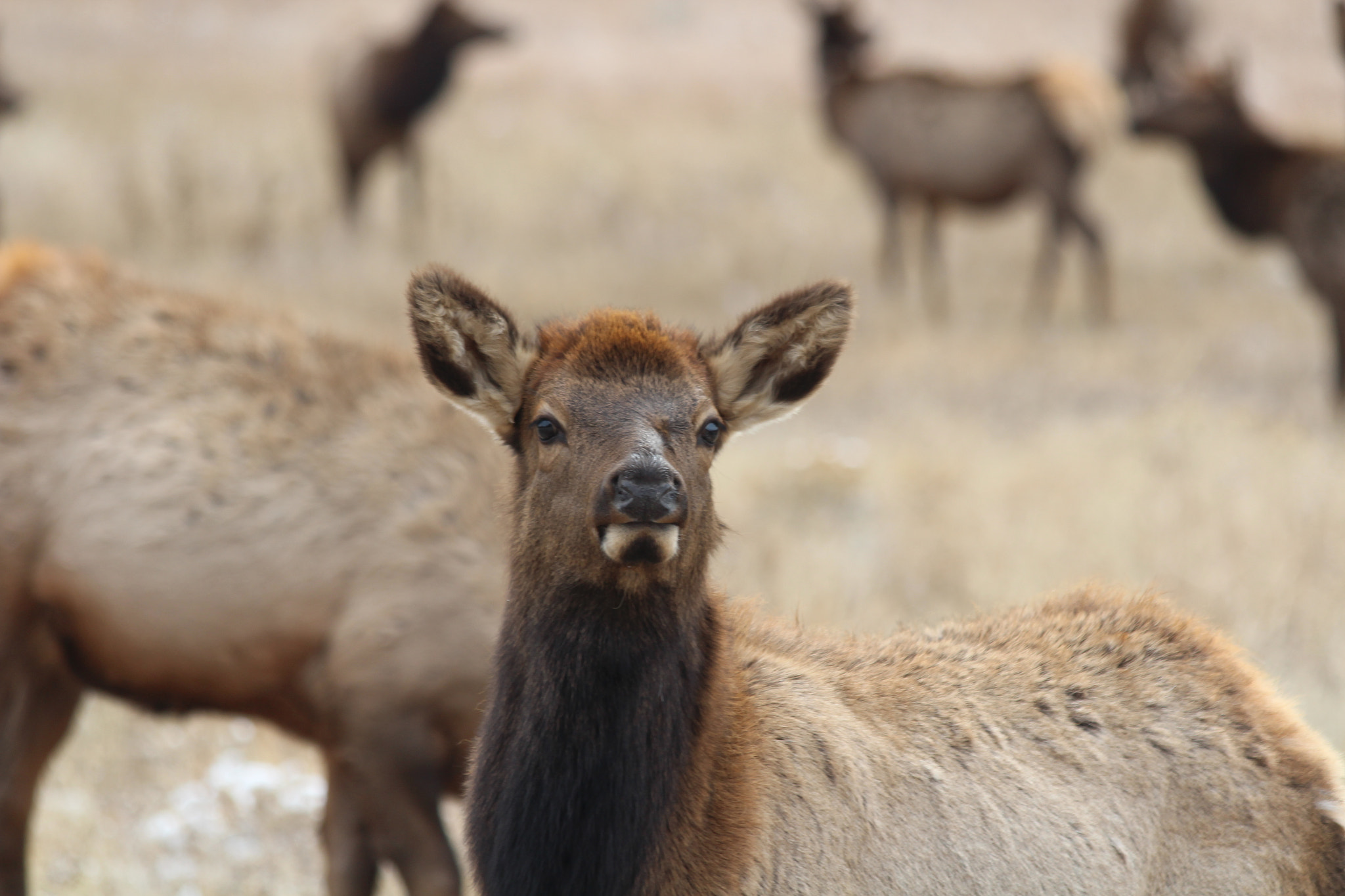 Canon EF 70-300mm F4-5.6 IS USM sample photo. Elk photography