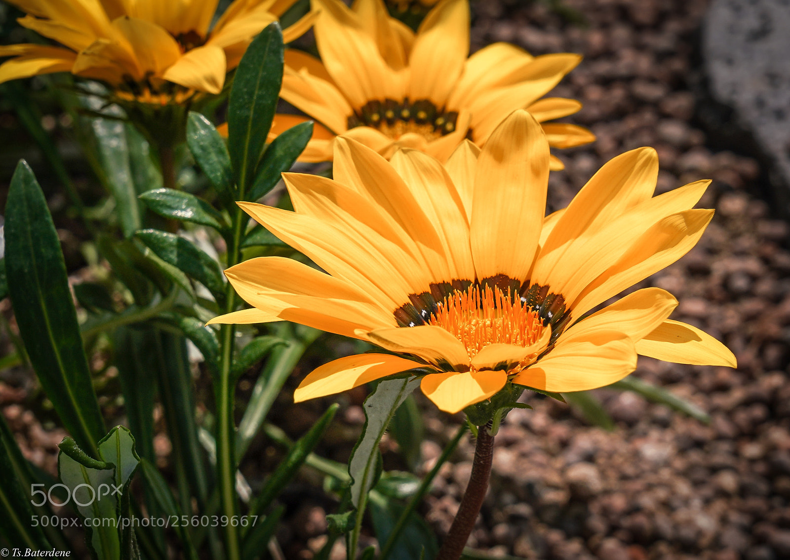 Sony a7R III sample photo. Untitled photography