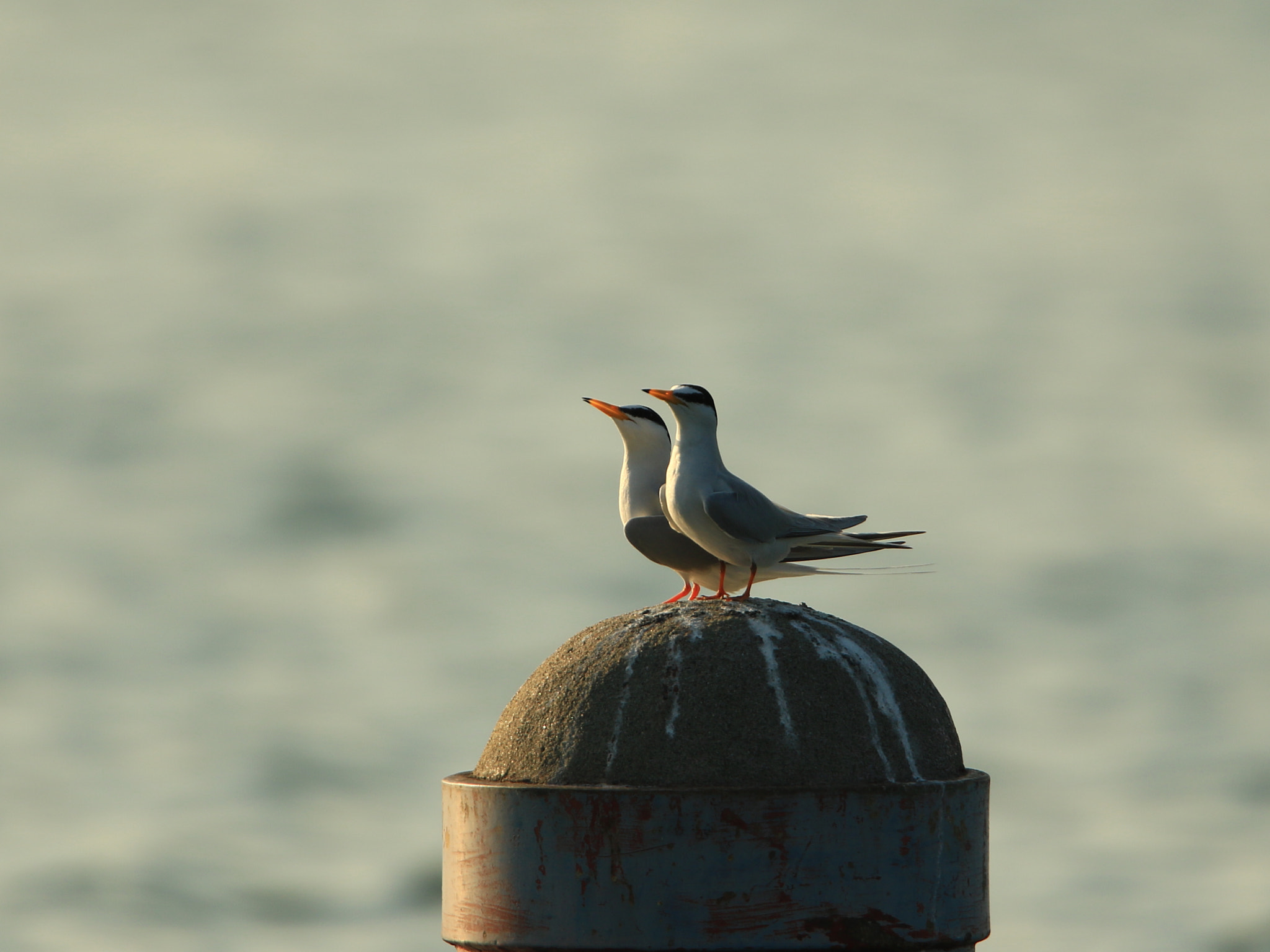 Canon EF 400mm F2.8L IS USM sample photo. Couple ④ コアジサシの夫婦 photography