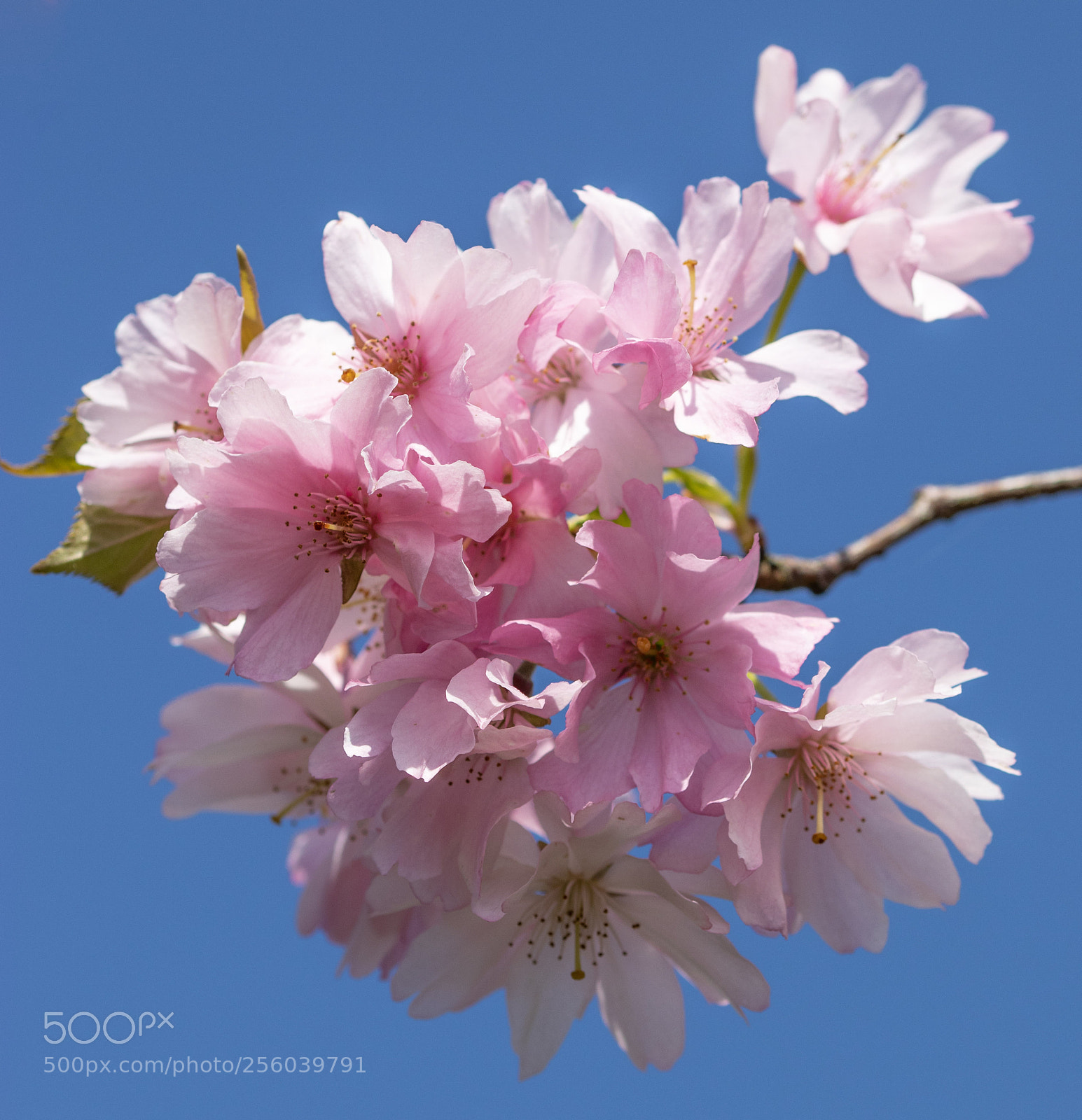 Canon EOS 77D (EOS 9000D / EOS 770D) sample photo. Blossom on a blue photography