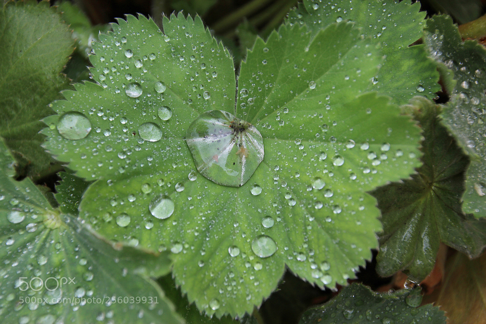 Canon EOS 600D (Rebel EOS T3i / EOS Kiss X5) sample photo. Raindrops on a leaf photography