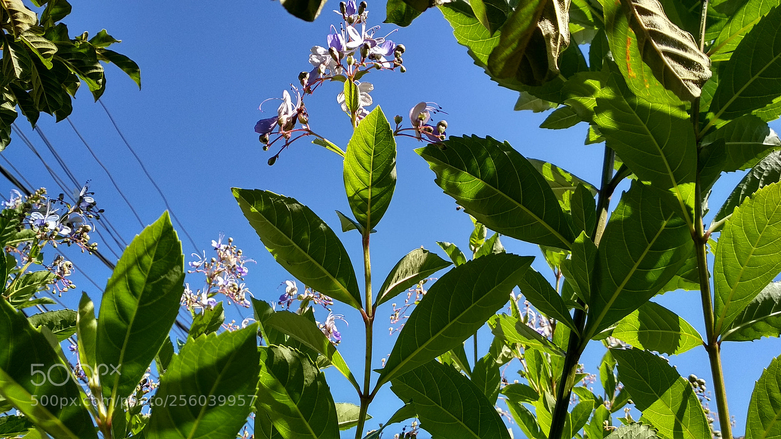 Xiaomi Redmi 4X sample photo. Untitled photography