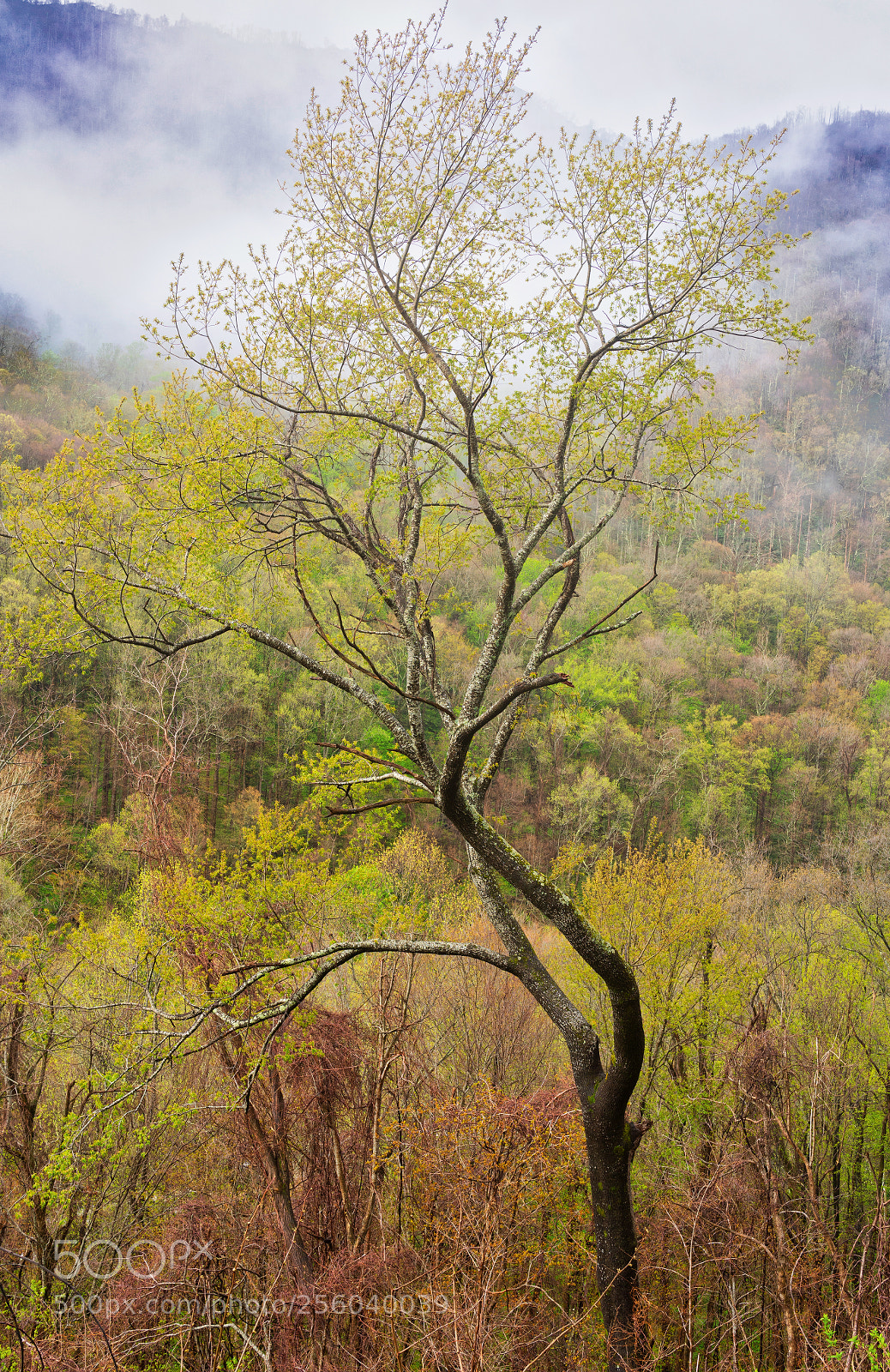 Sony a7R III sample photo. Twisted photography