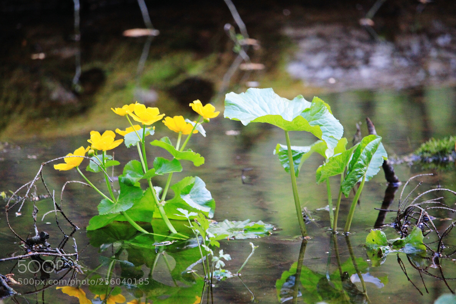 Canon EOS 500D (EOS Rebel T1i / EOS Kiss X3) sample photo. Flowers in the swamp photography
