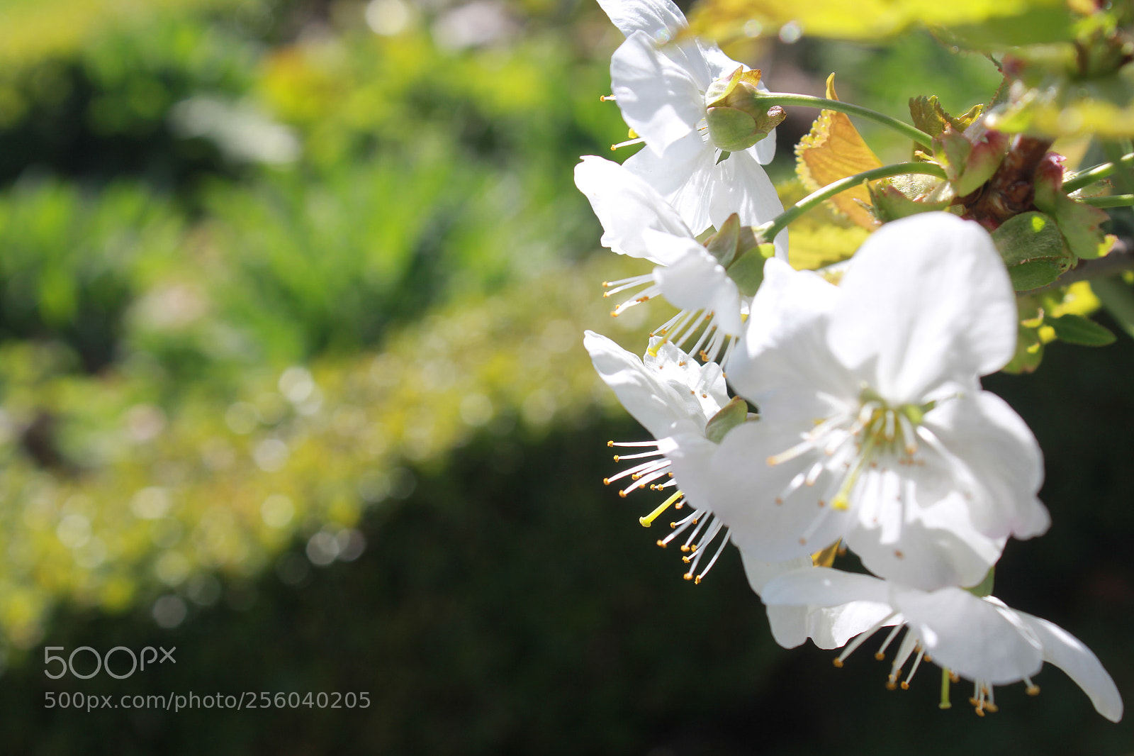 Canon EOS 550D (EOS Rebel T2i / EOS Kiss X4) sample photo. Untitled photography
